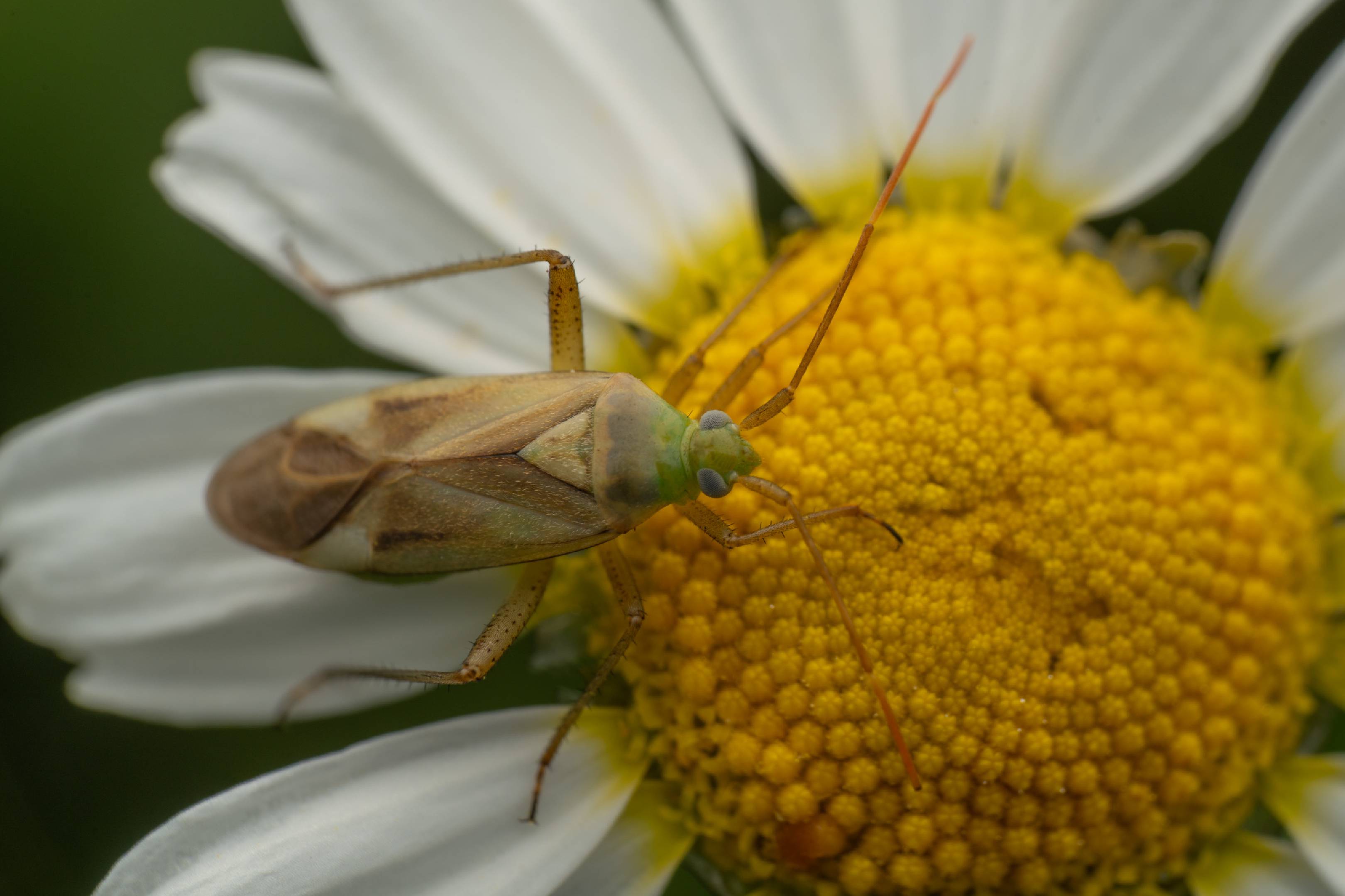 Alfalfa Plant Bug | Alfalfa Plant Bug