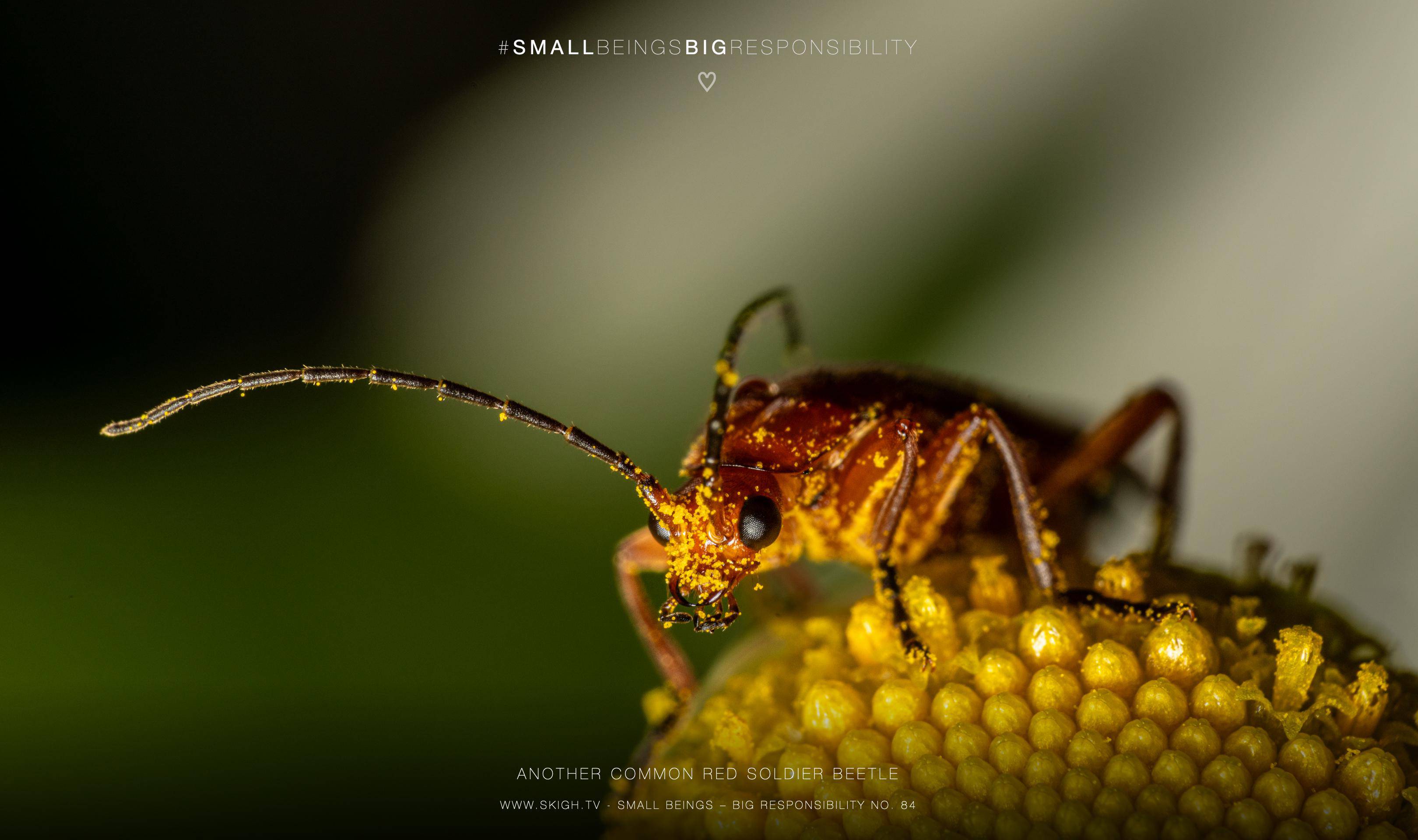 Another common red soldier beetle | 1/200s * f14 * ISO 160 * 90mm - FE 90mm F2.8 Macro G OSS - Sony α7R III Another common red soldier beetle