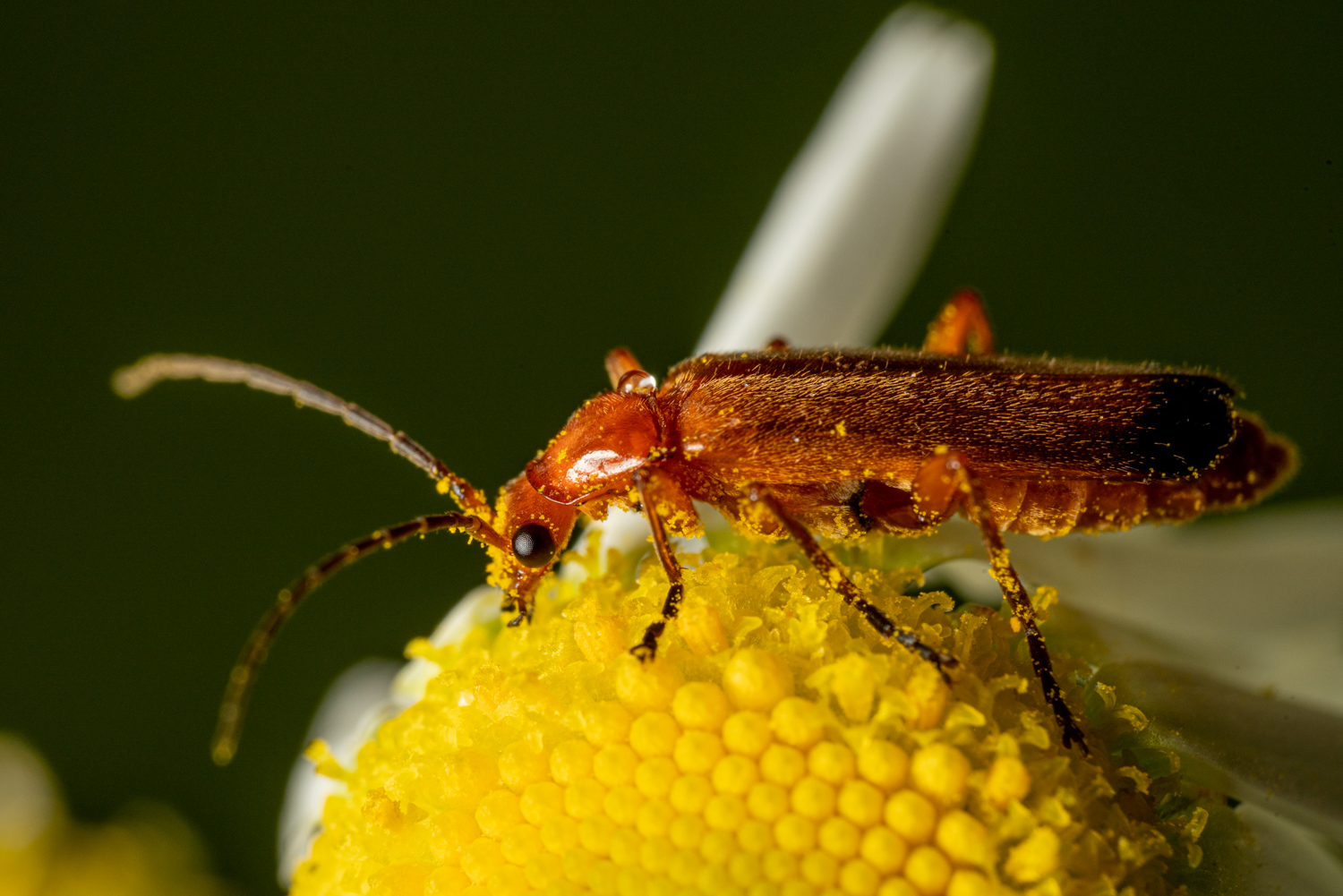 Another common red soldier beetle | 1/200s * f14 * ISO 160 * 90mm - FE 90mm F2.8 Macro G OSS - Sony α7R III Another common red soldier beetle