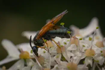 Arge ustulata