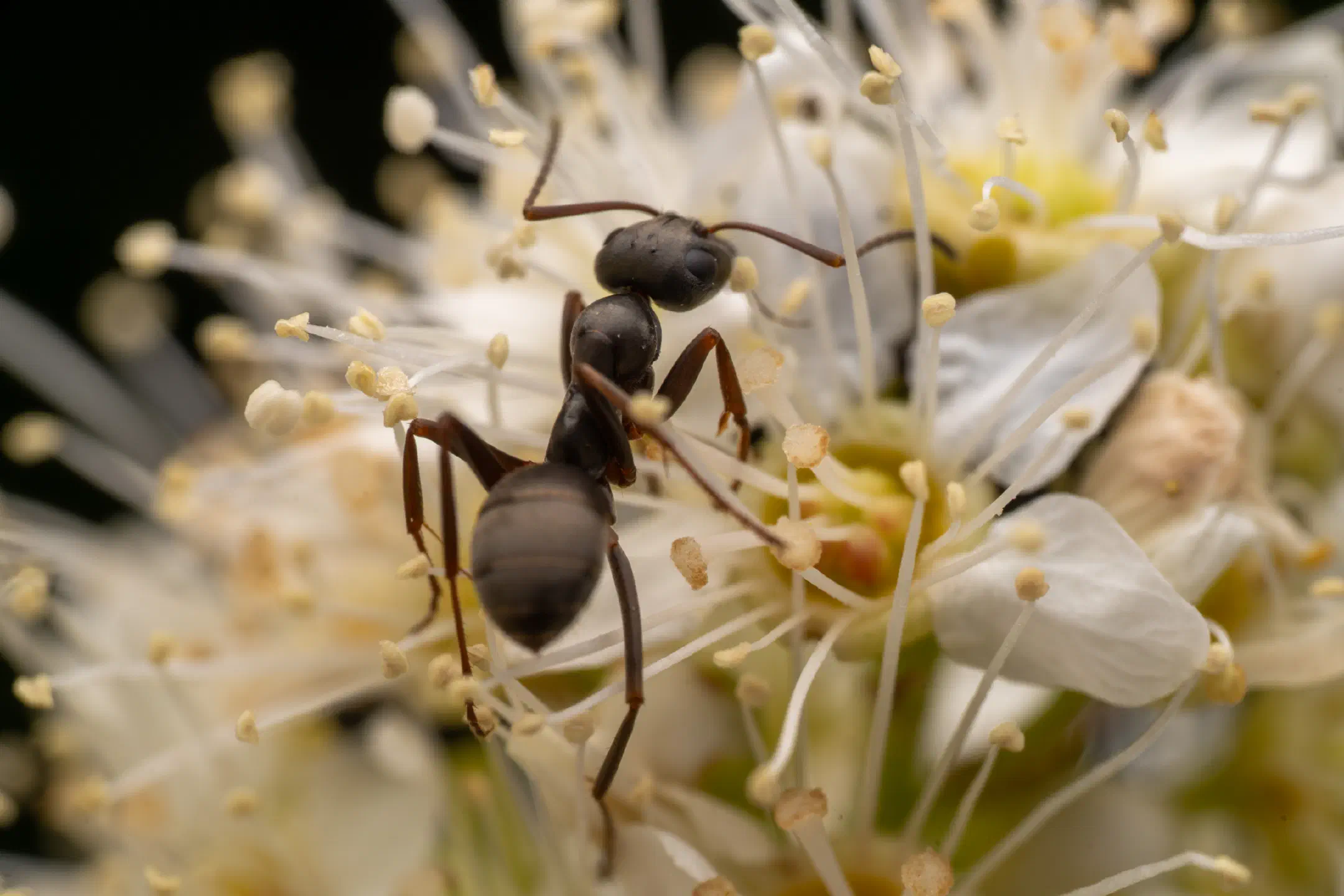 Wood, Mound, and Field Ants