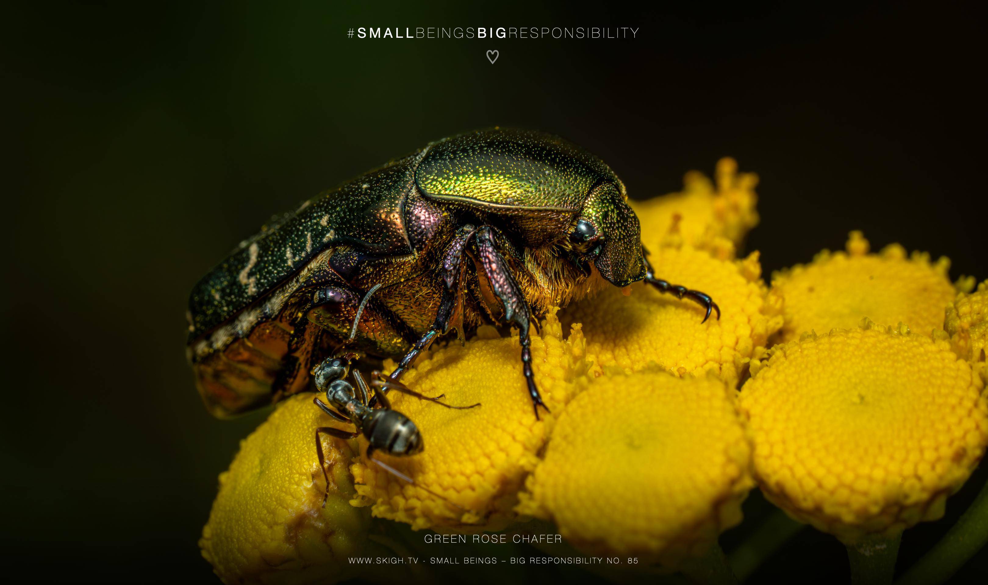 green rose chafer | 1/250s * f13 * ISO 400 * 90mm - FE 90mm F2.8 Macro G OSS - Sony α7R V green rose chafer