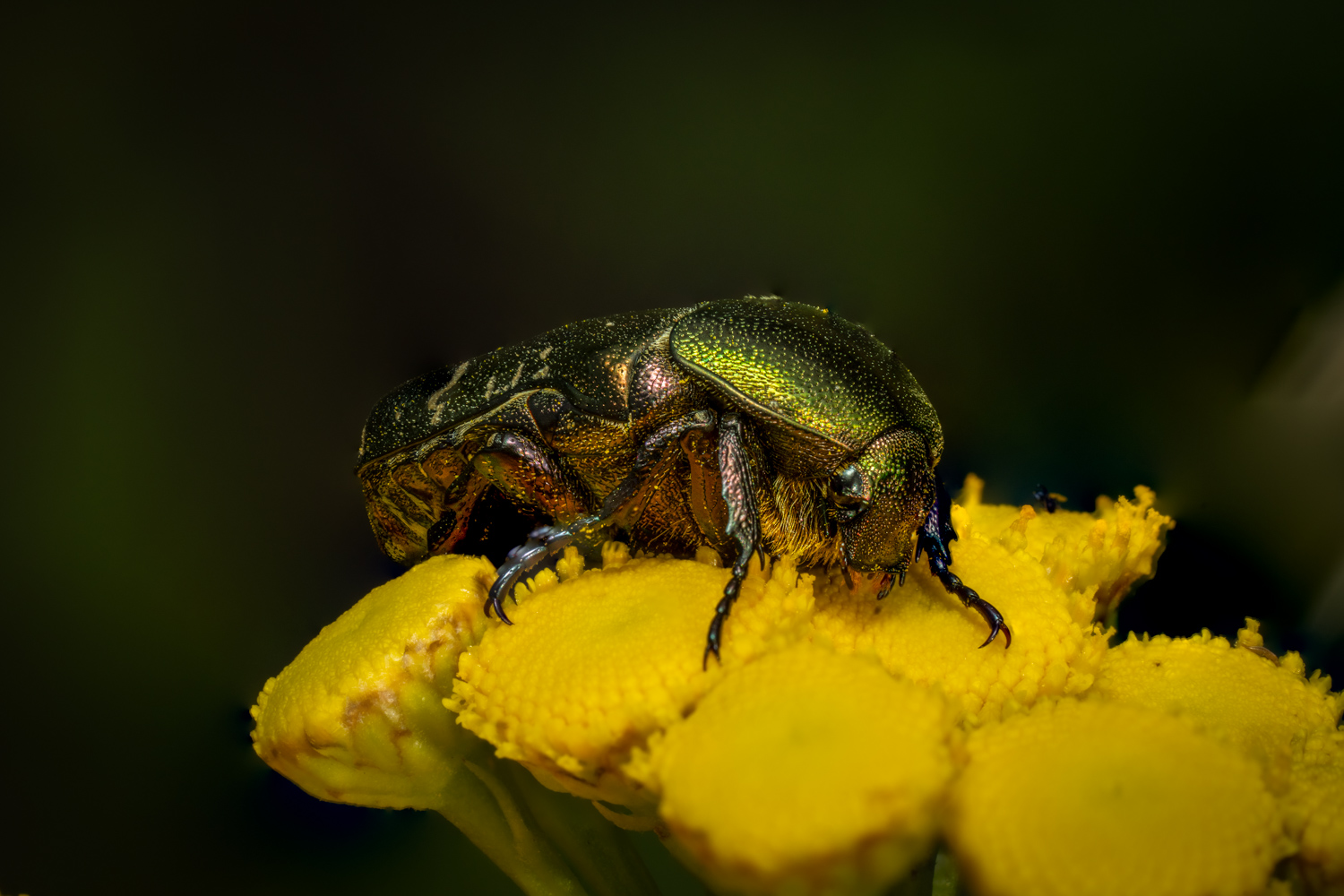 green rose chafer | 1/250s * f13 * ISO 400 * 90mm - FE 90mm F2.8 Macro G OSS - Sony α7R V green rose chafer