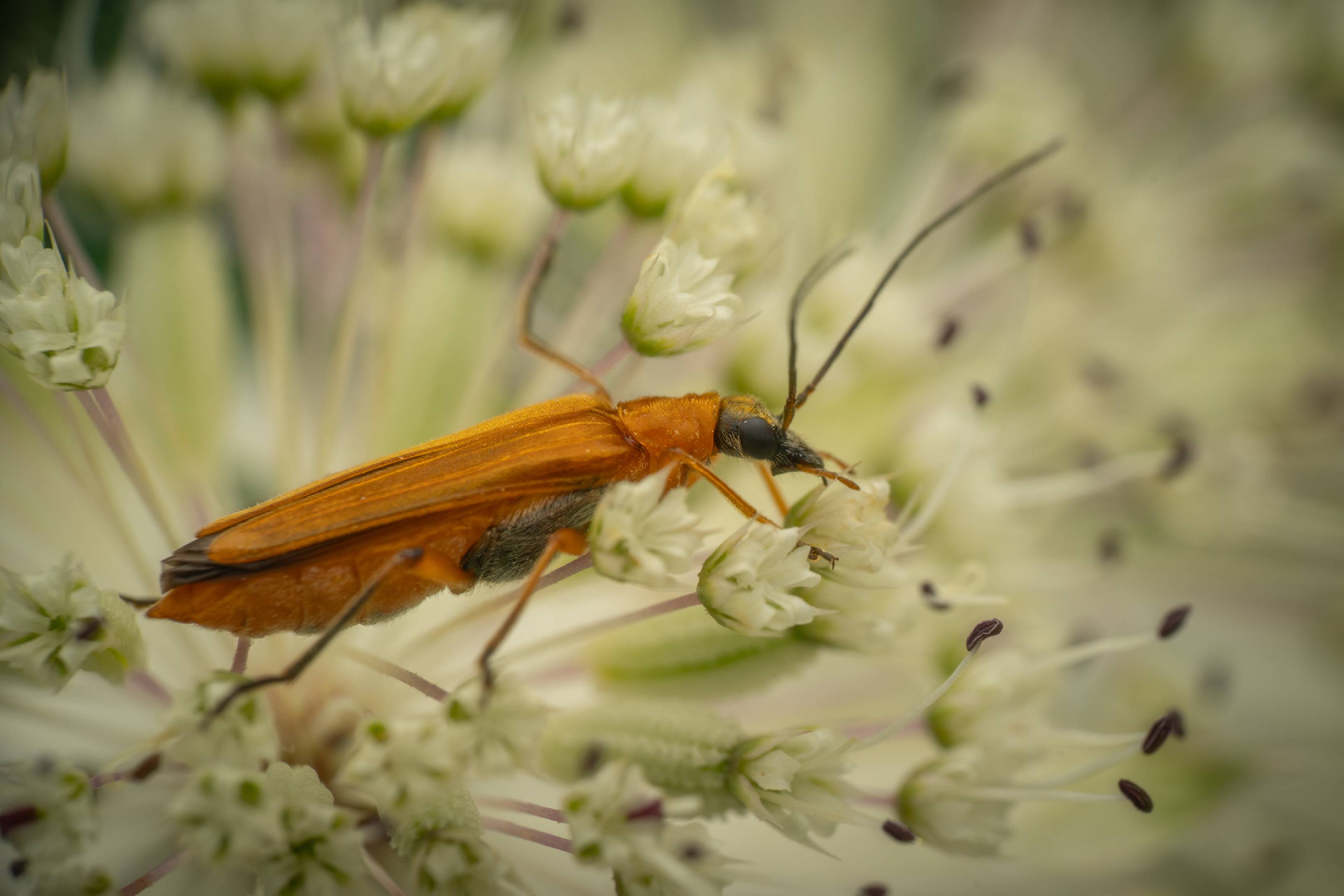Oedemera podagrariae