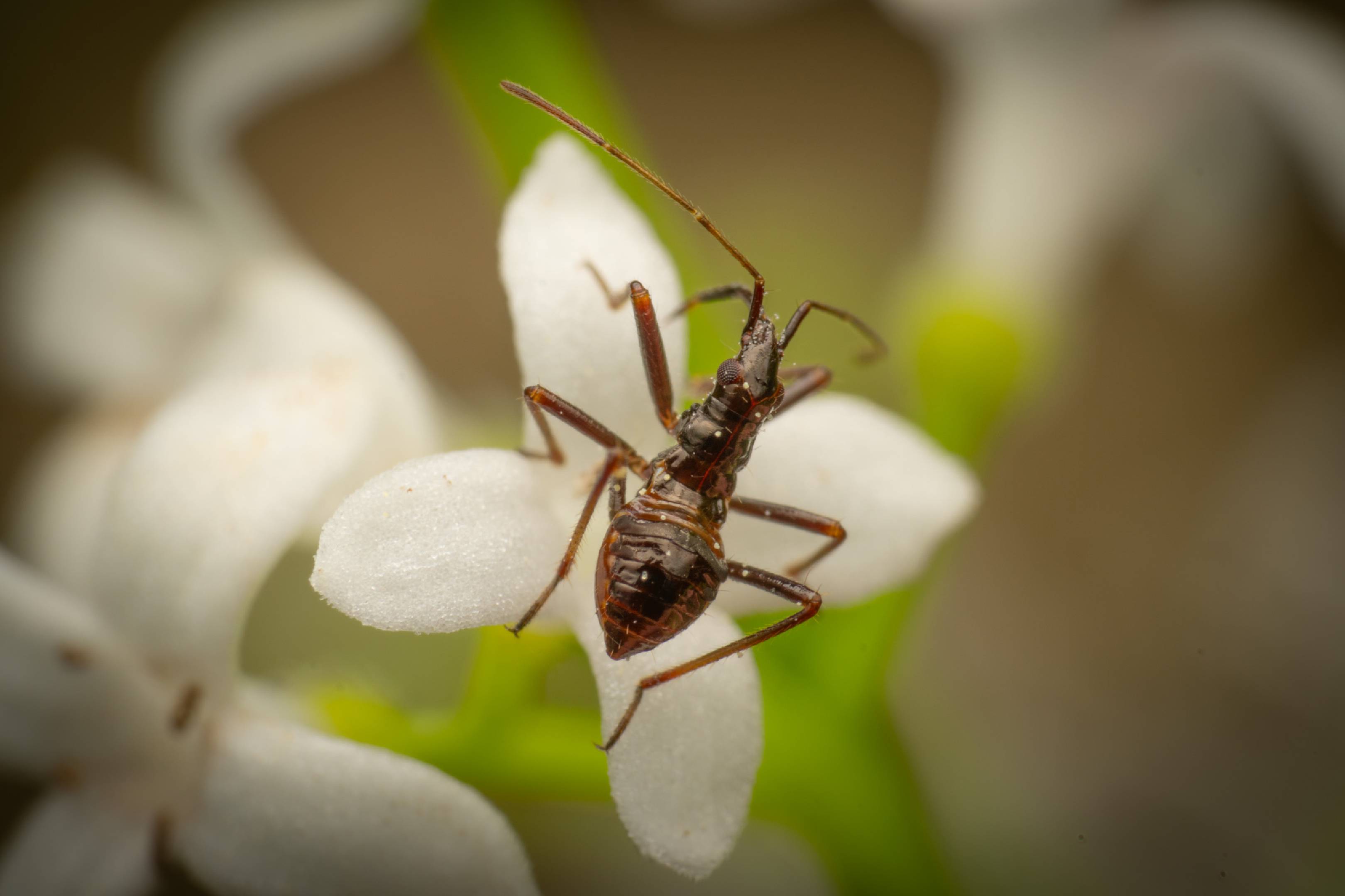 Tree Damsel Bug | Tree Damsel Bug