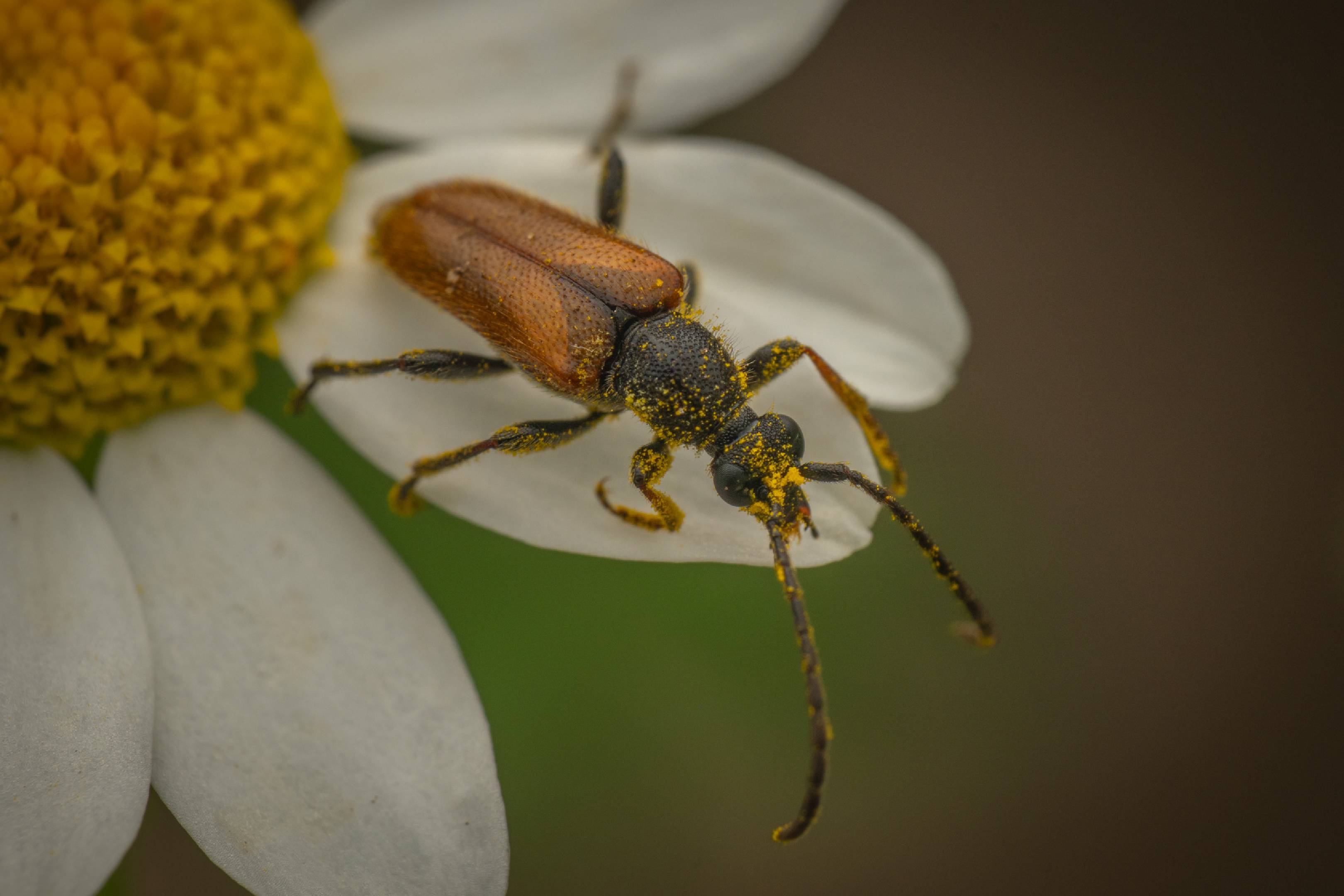 Fairy-ring Longhorn Beetle | Fairy-ring Longhorn Beetle