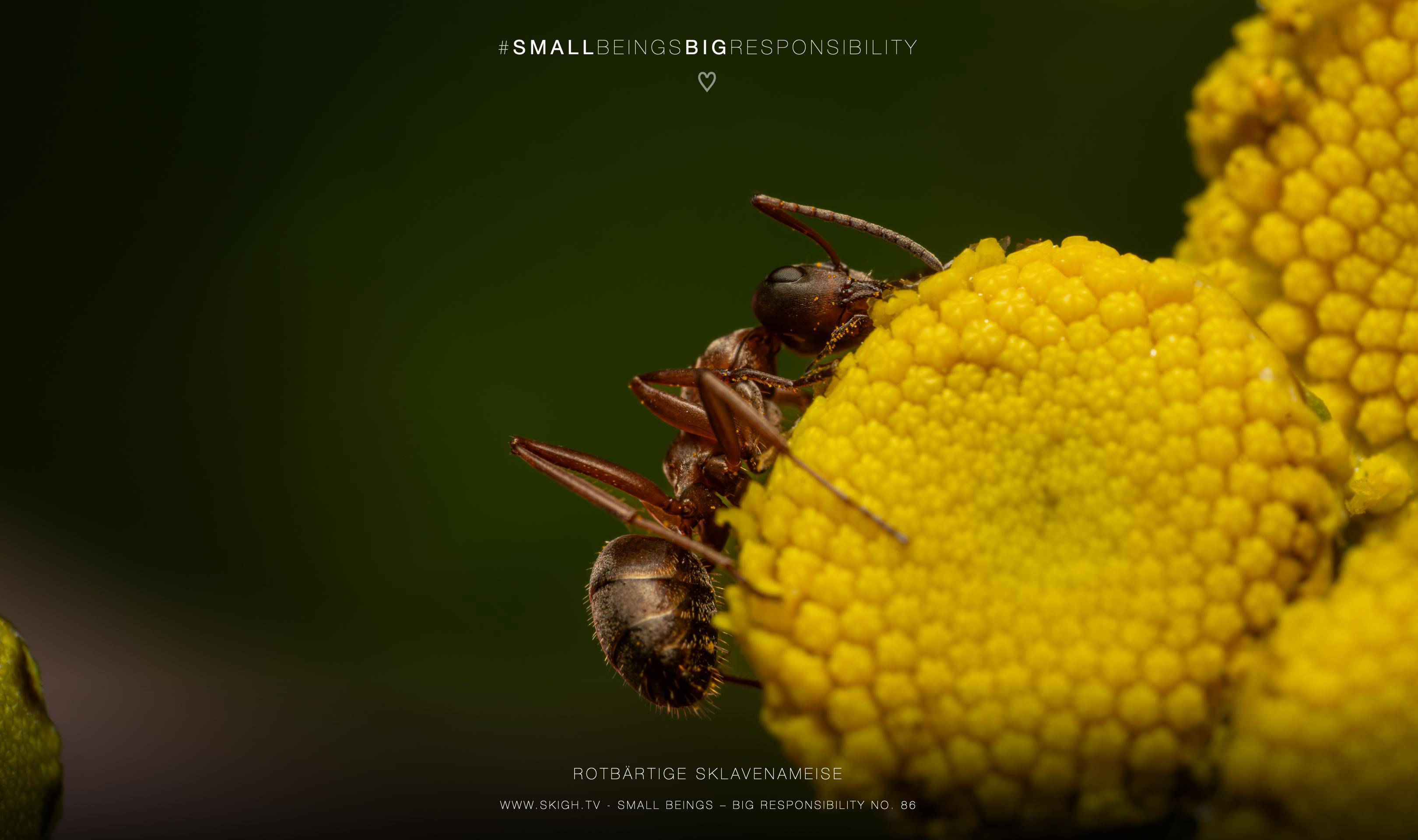 Rotbärtige Sklavenameise | 1/250s * f14 * ISO 400 * 90mm - FE 90mm F2.8 Macro G OSS - Sony α7R V Rotbärtige Sklavenameise