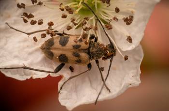 speckled longhorn beetle