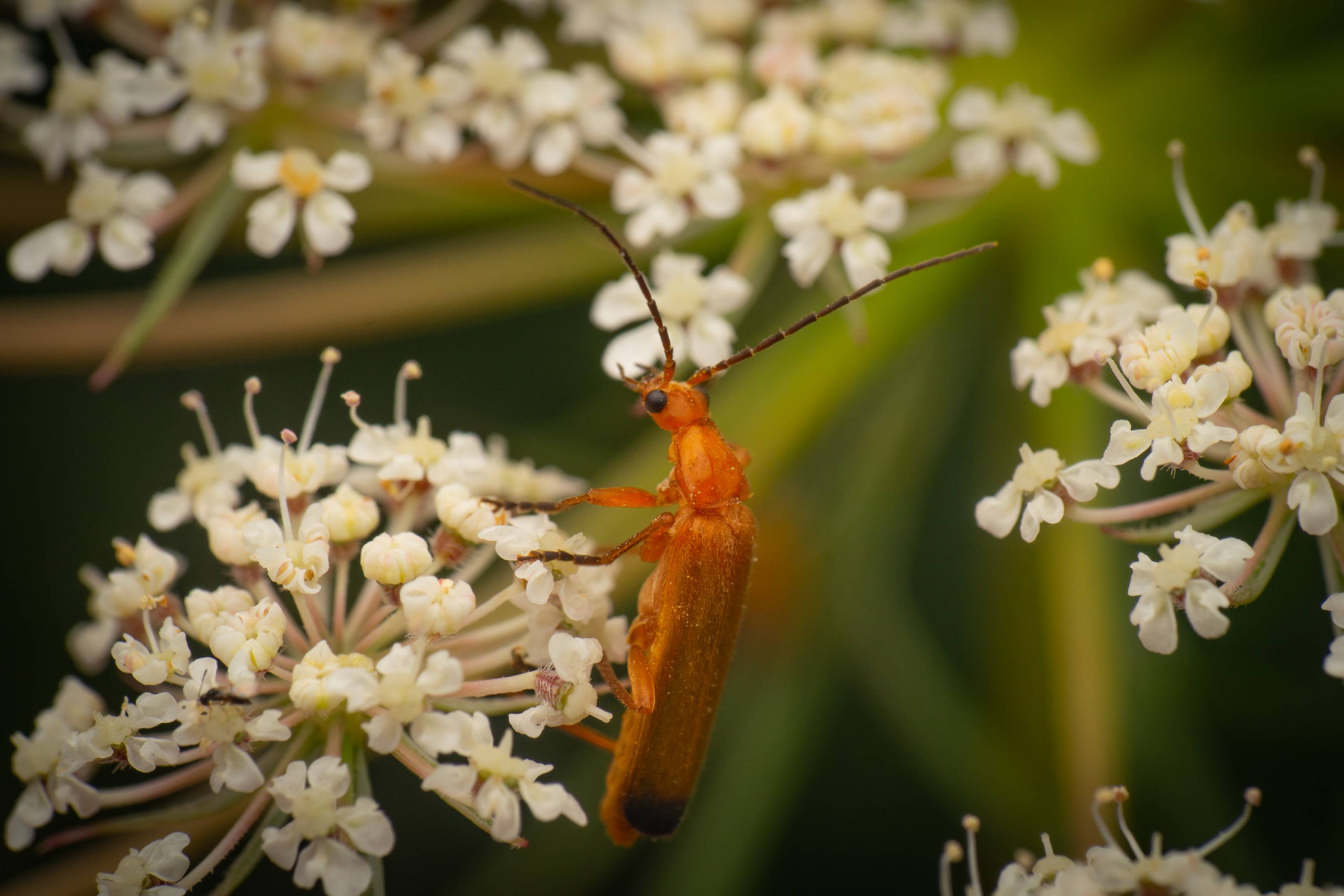 Common Red Soldier Beetle