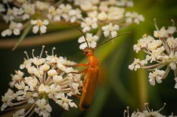 Common Red Soldier Beetle