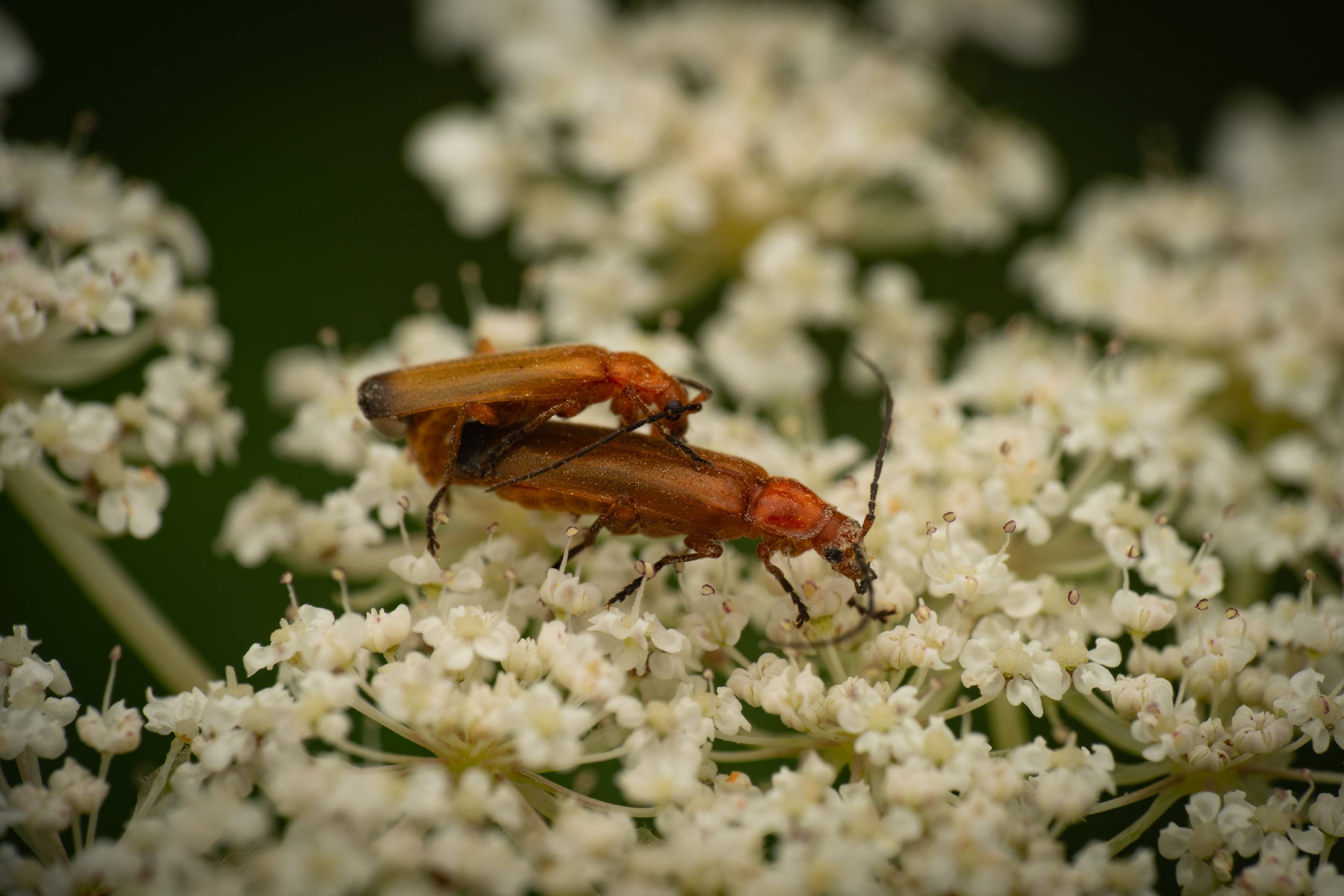 Common Red Soldier Beetle | Common Red Soldier Beetle