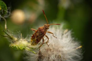 knapweed rhopalid
