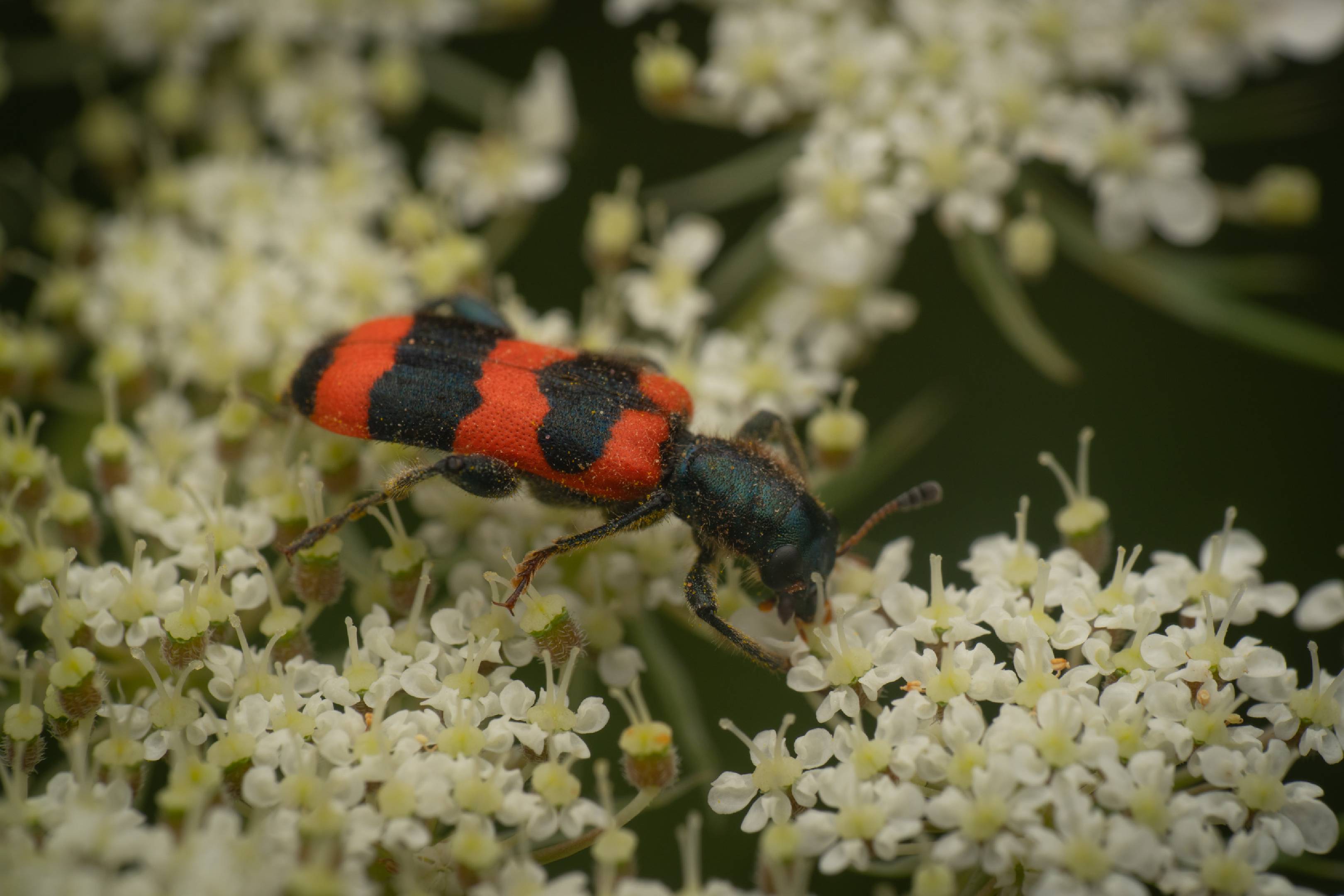 Bee-eating Beetle | Bee-eating Beetle