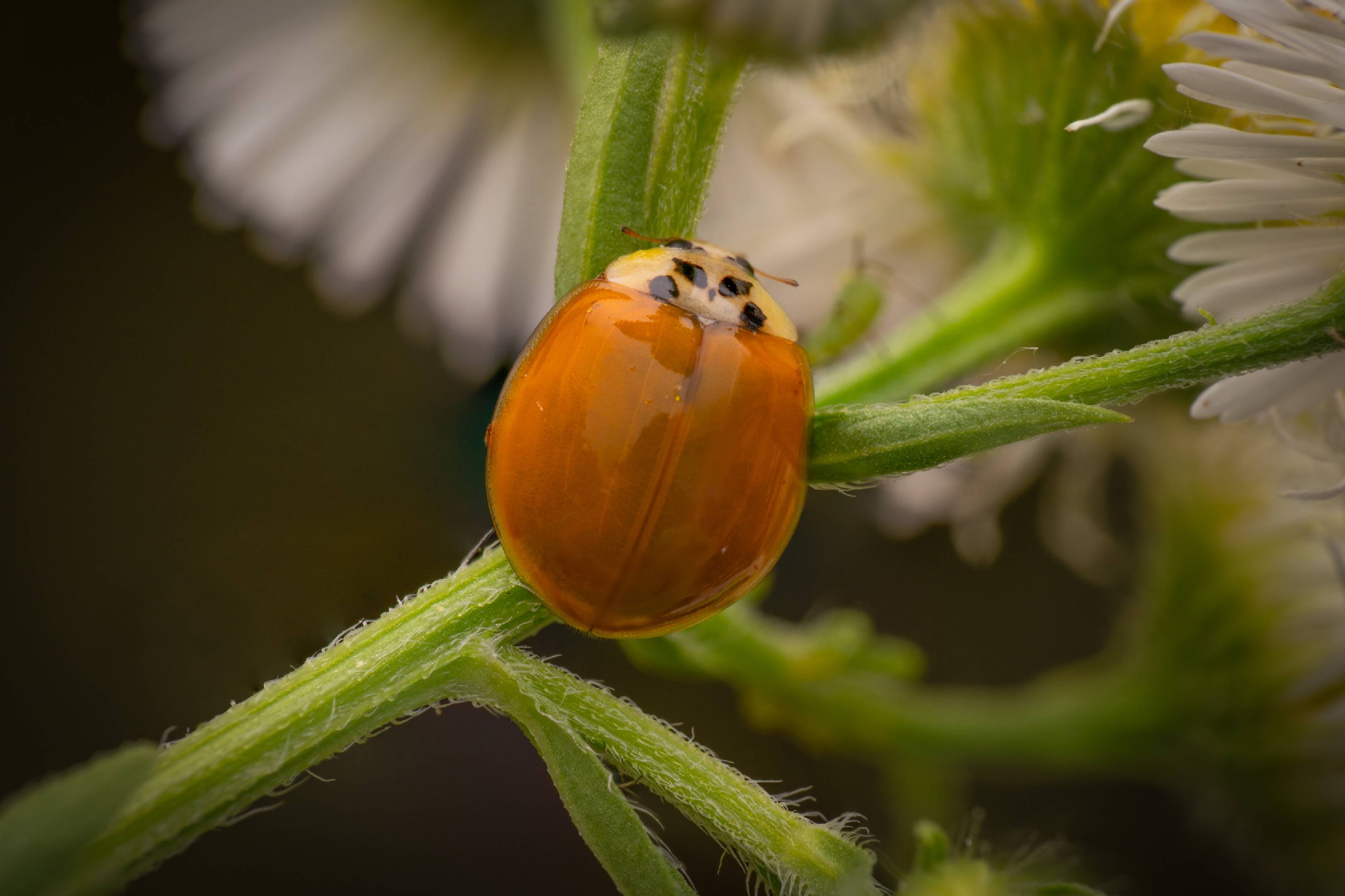 Asian Lady Beetle | Asian Lady Beetle