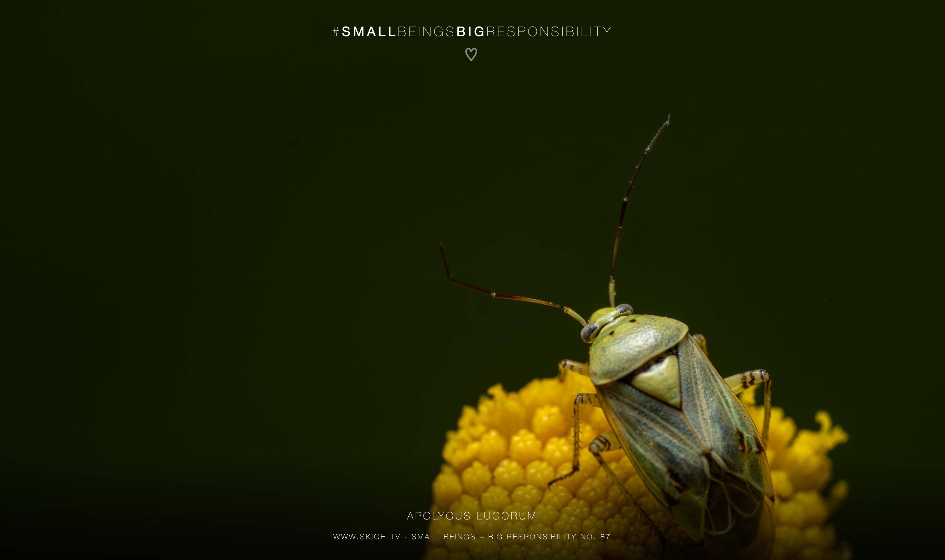 Apolygus lucorum | 1/250s * f14 * ISO 400 * 90mm - FE 90mm F2.8 Macro G OSS - Sony α7R V Apolygus lucorum