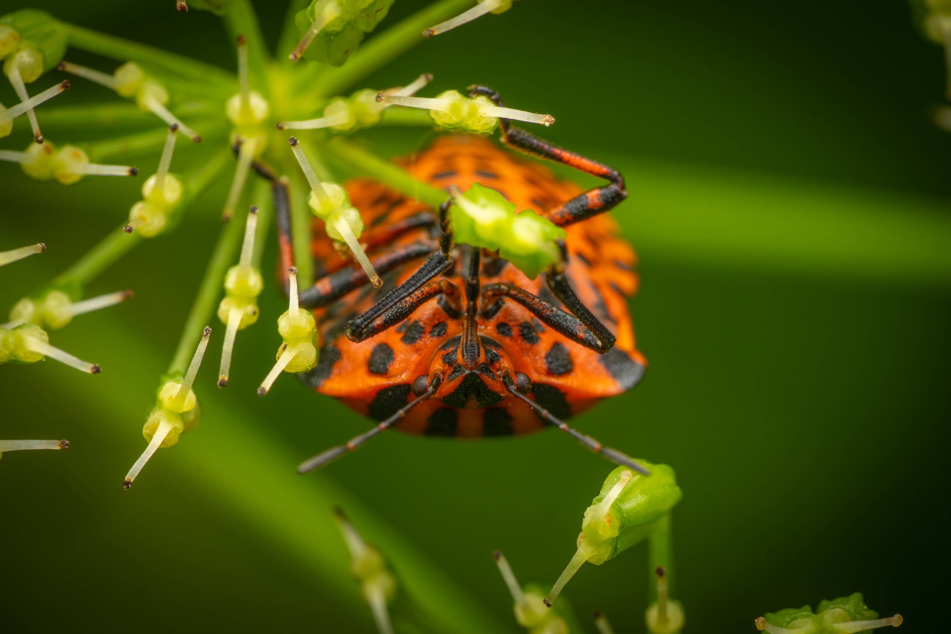 European Striped Shield Bug | European Striped Shield Bug