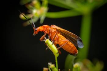 Common Red Soldier Beetle