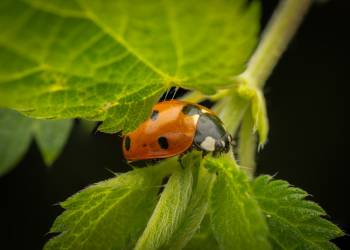 Seven-spotted Lady Beetle