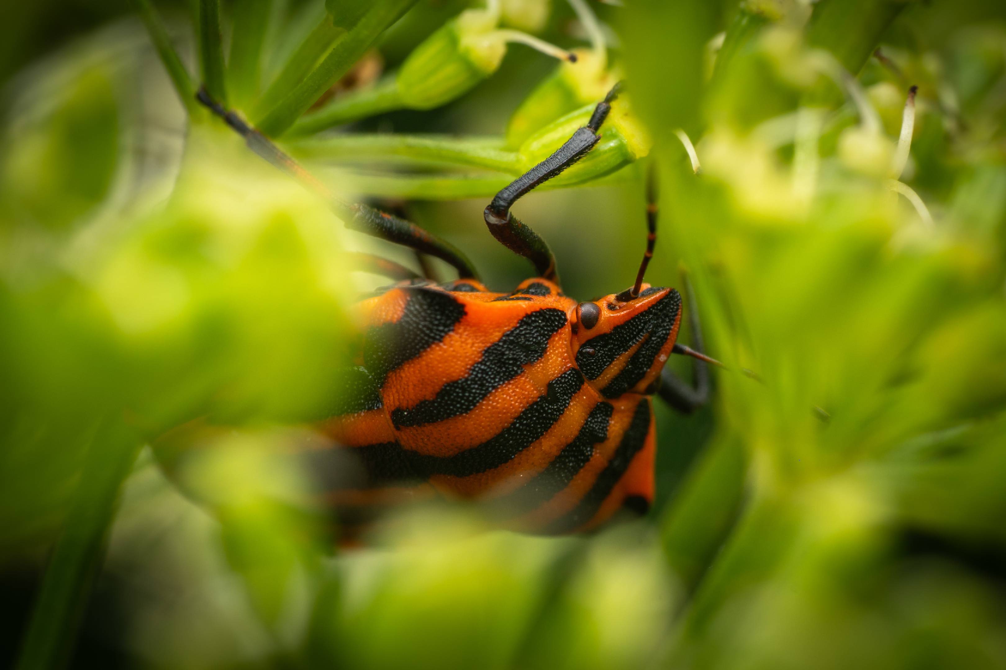 European Striped Shield Bug | European Striped Shield Bug
