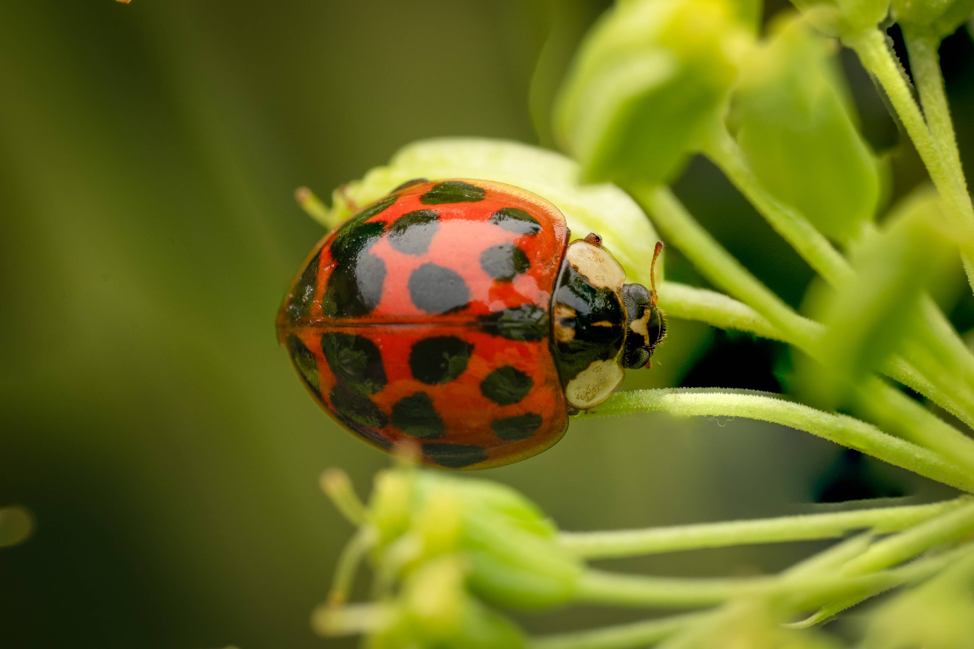 Asian Lady Beetle | Asian Lady Beetle