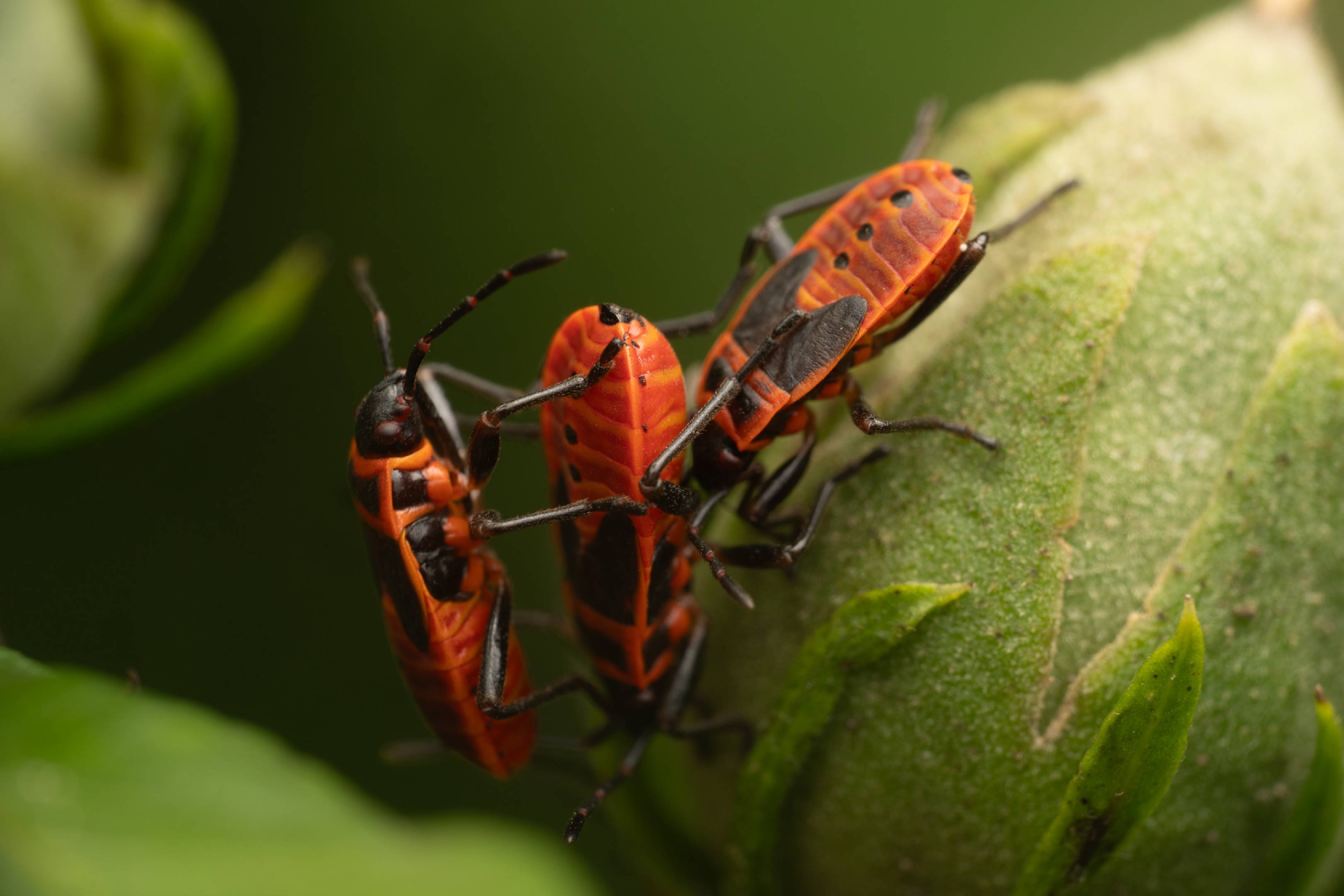 European Firebug | European Firebug