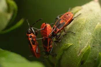 European Firebug
