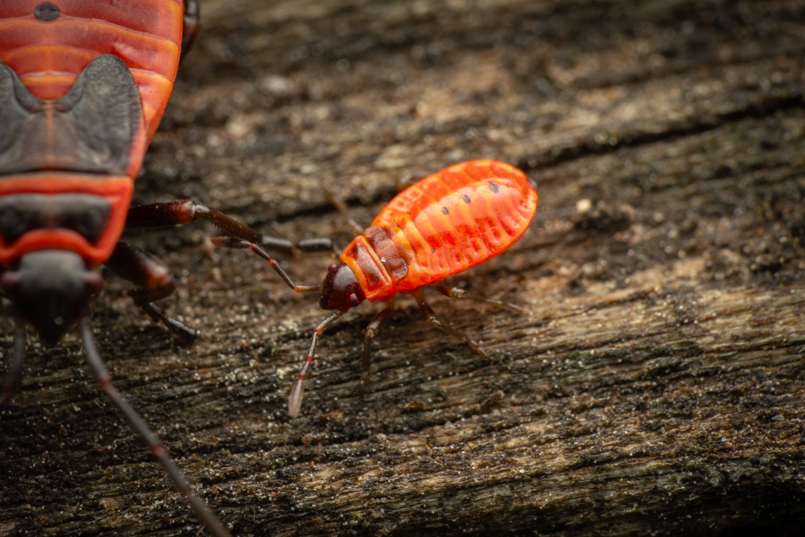 European Firebug | European Firebug