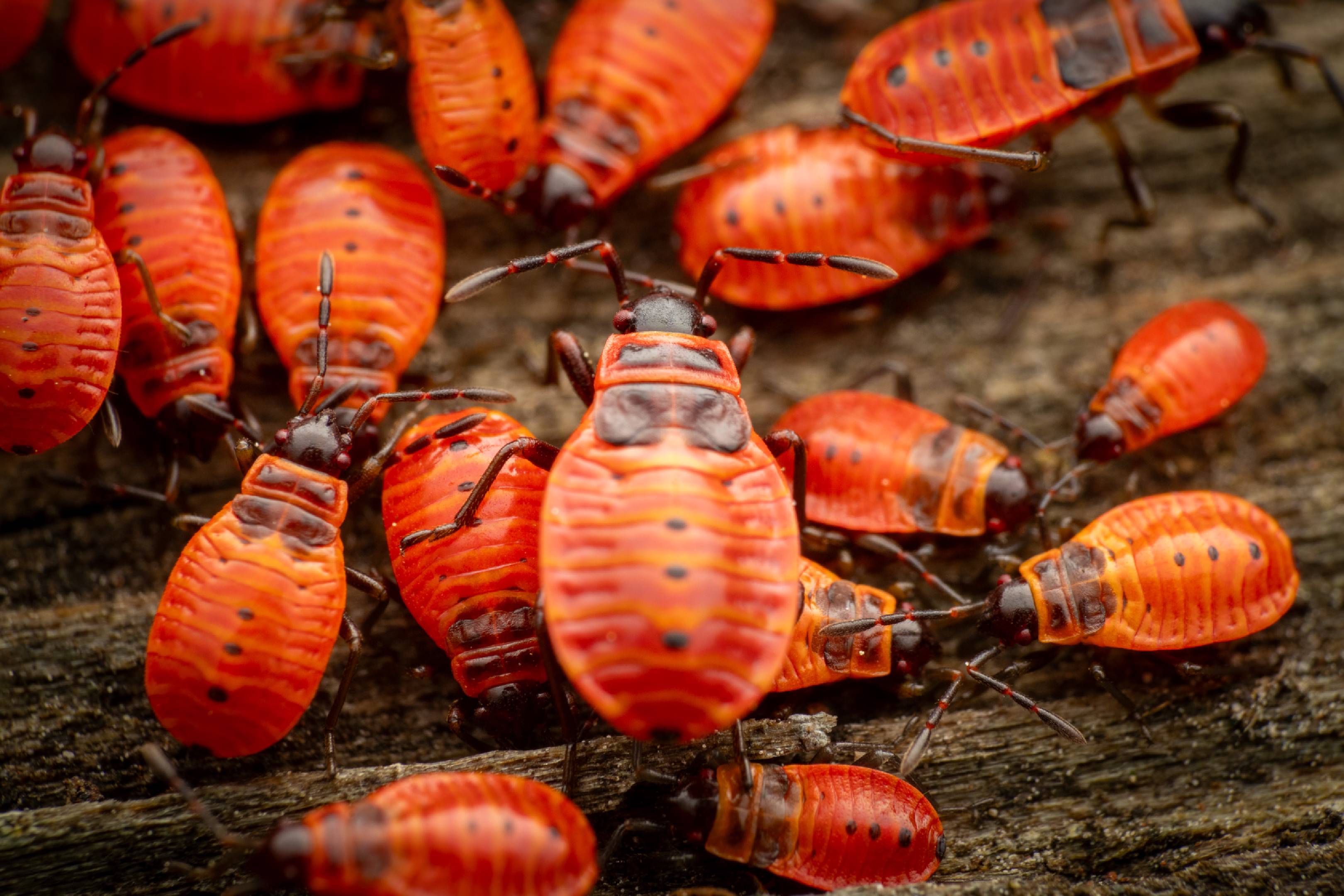 European Firebug | European Firebug