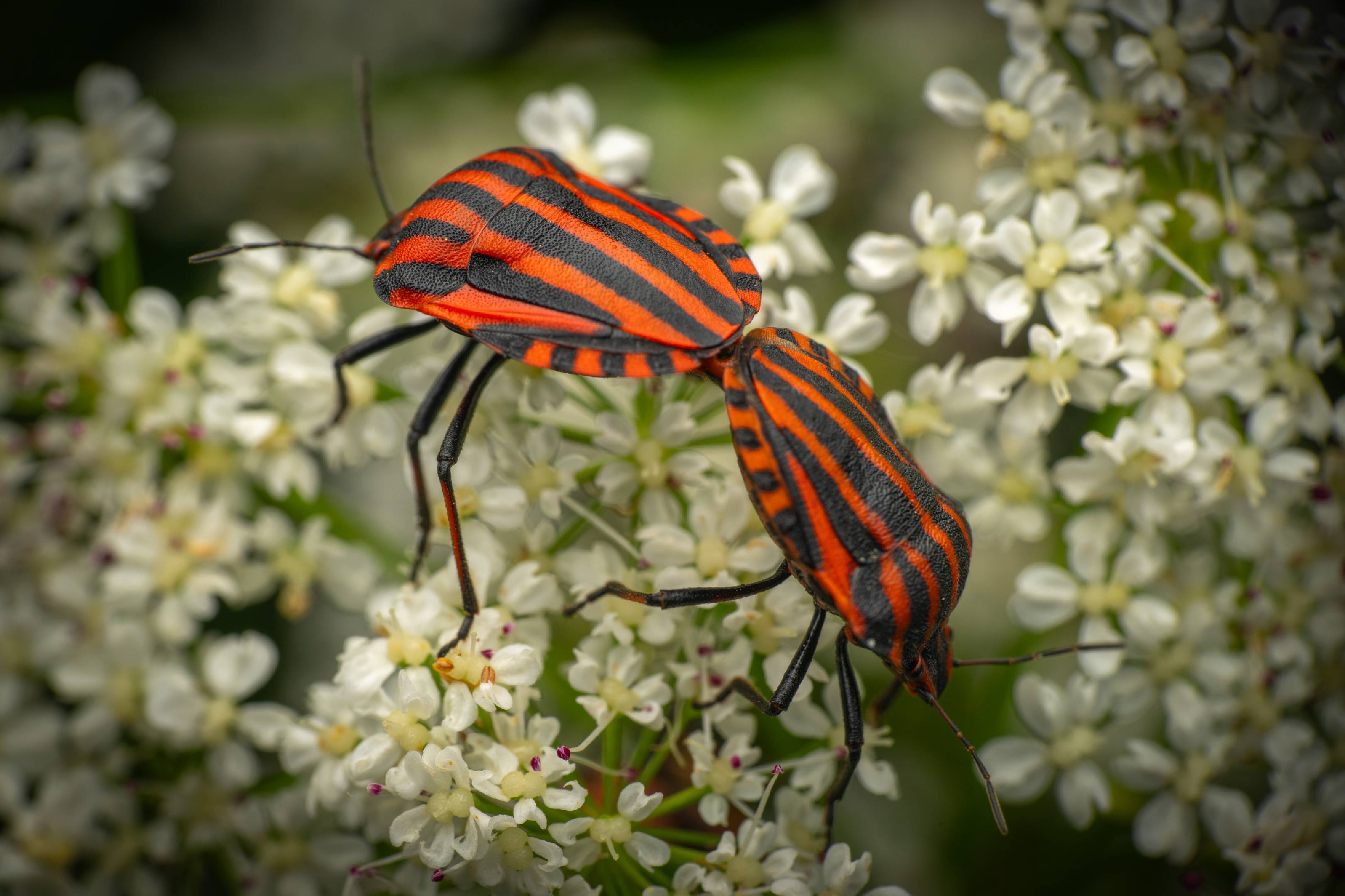 European Striped Shield Bug | European Striped Shield Bug
