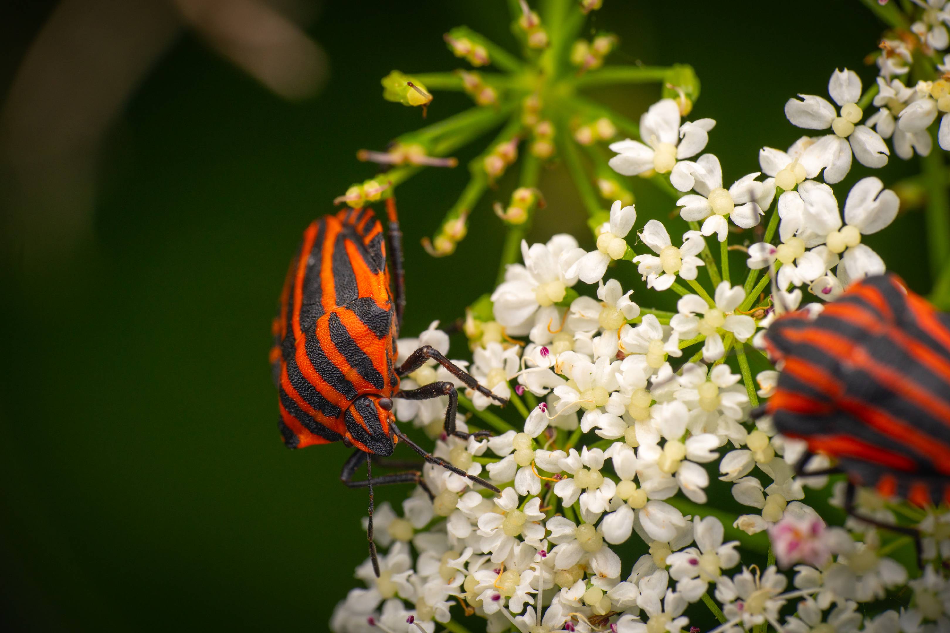 European Striped Shield Bug | European Striped Shield Bug