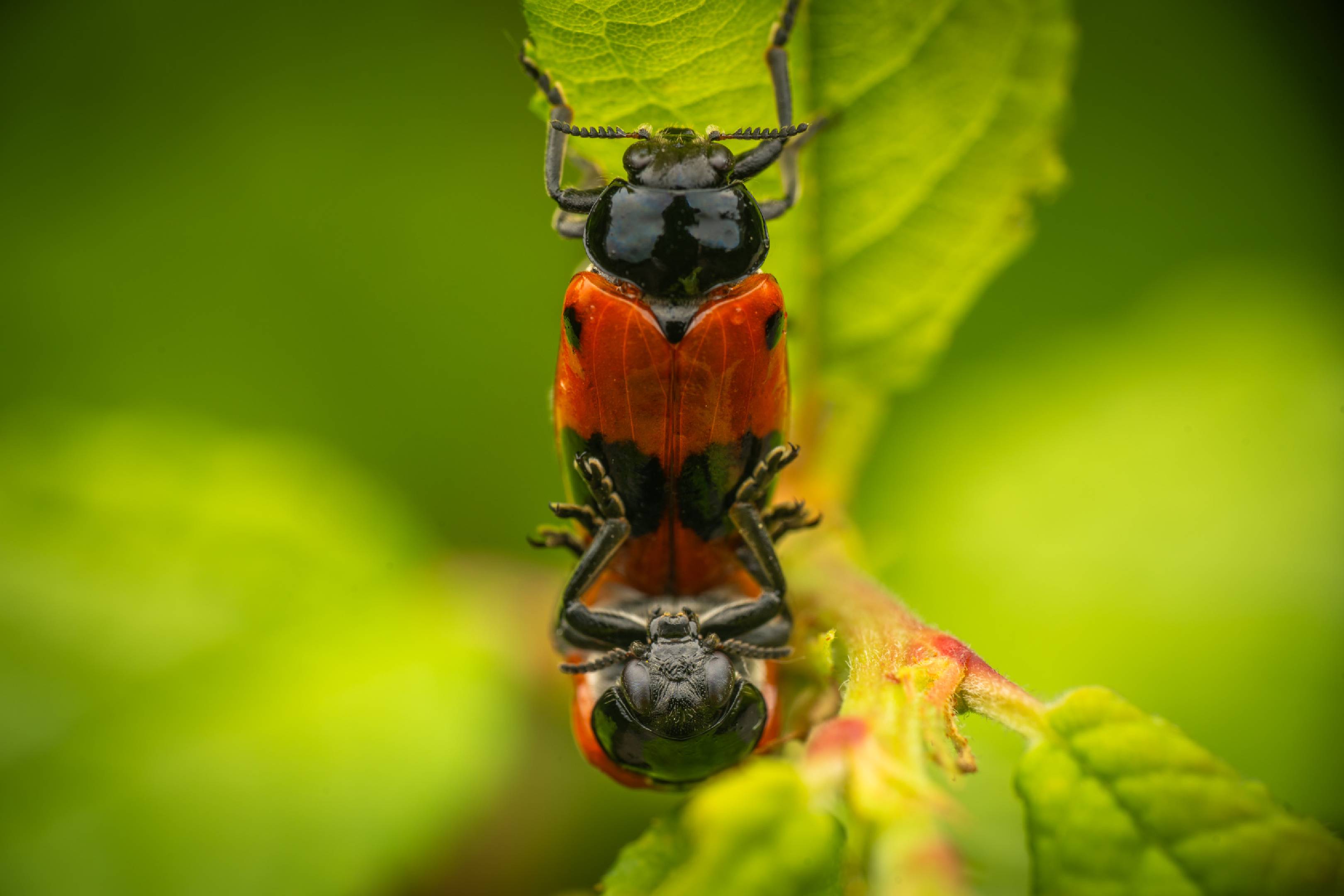 Clytra laeviuscula | Clytra laeviuscula