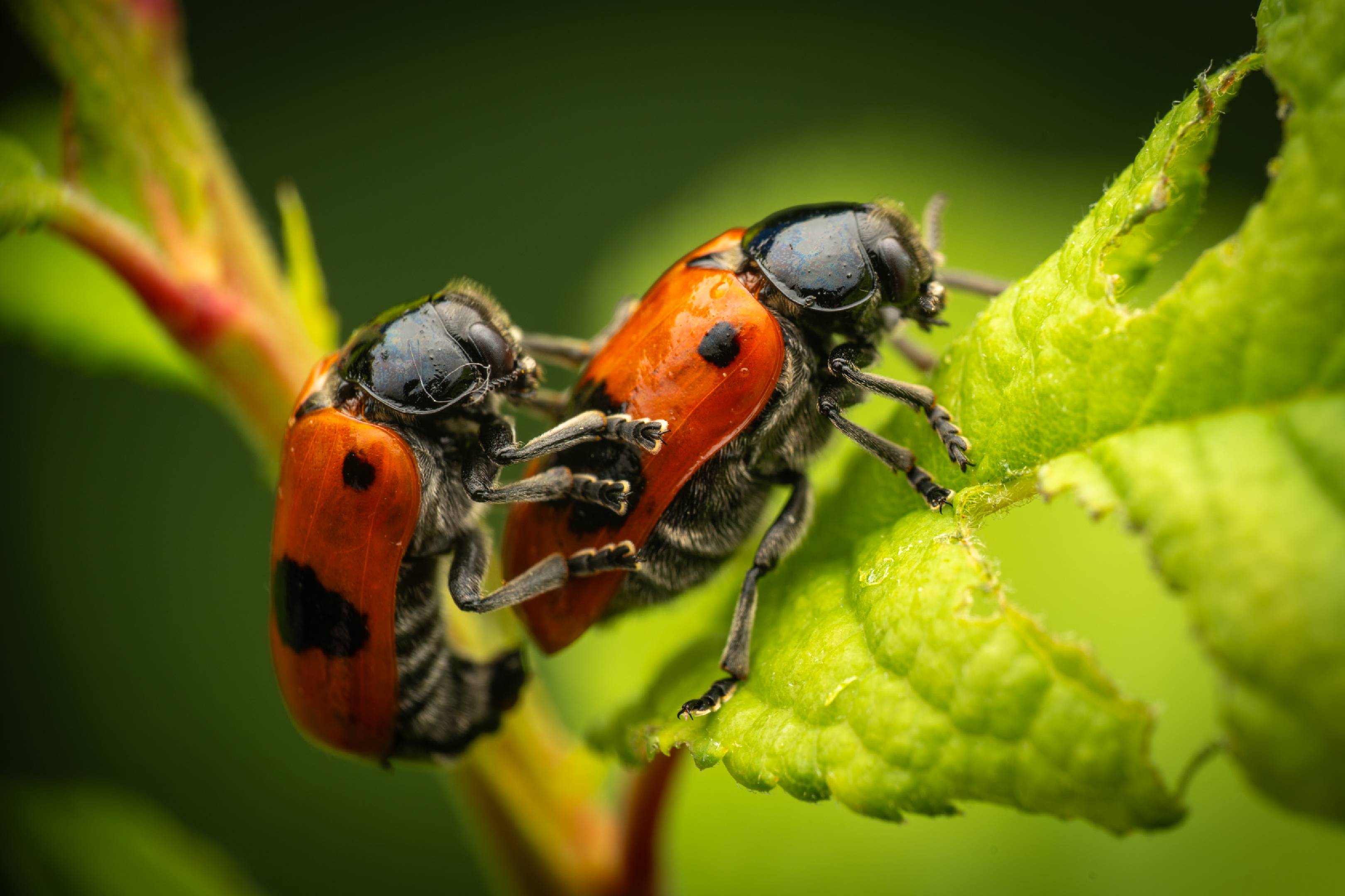 Clytra laeviuscula | Clytra laeviuscula