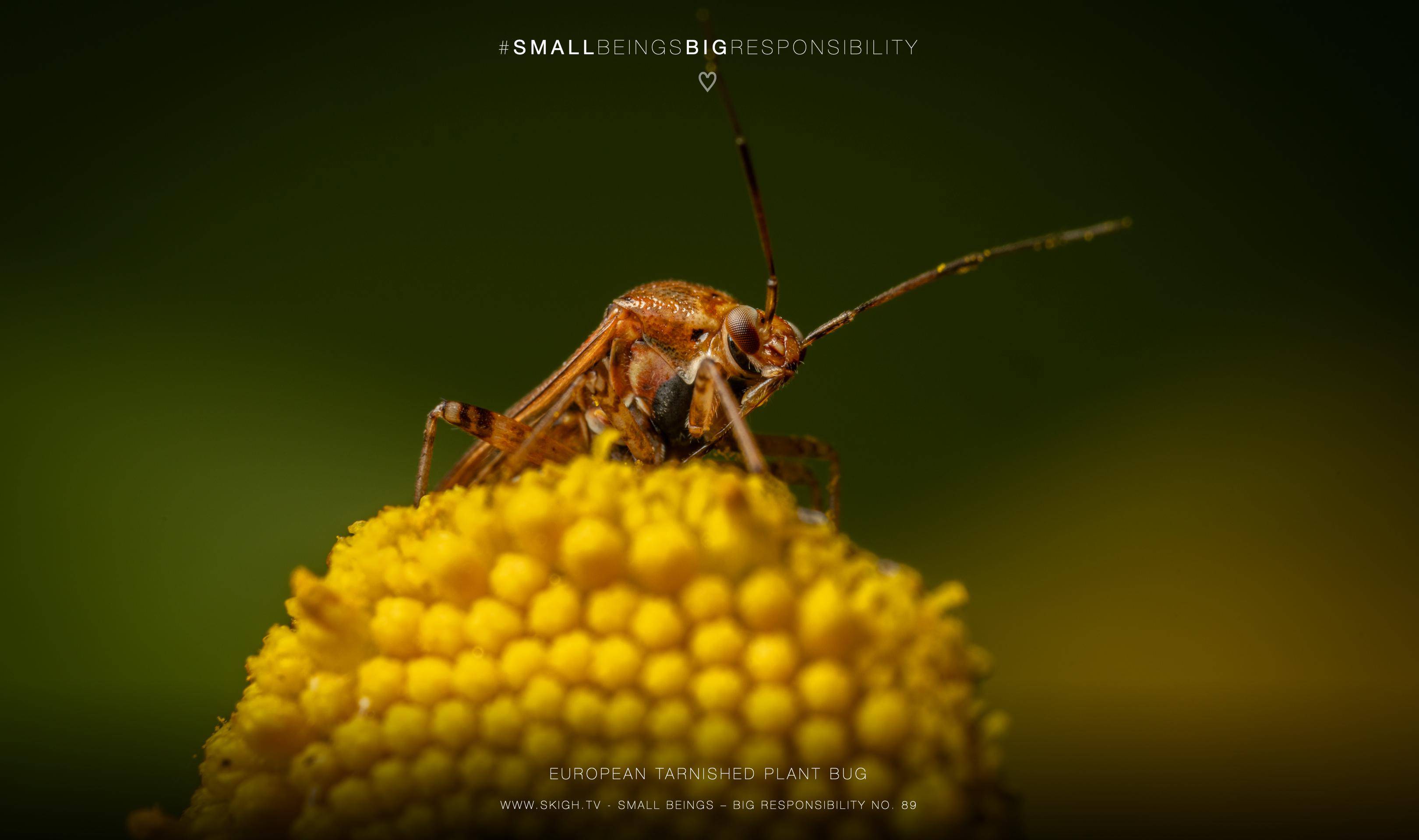 European tarnished plant bug | 1/250s * f13 * ISO 125 * 90mm - FE 90mm F2.8 Macro G OSS - Sony α7R V European tarnished plant bug