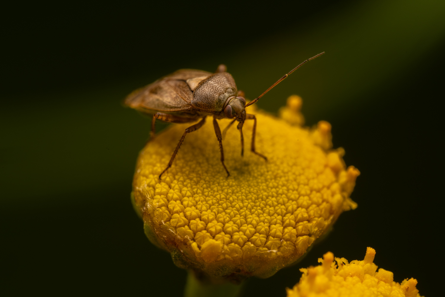 European tarnished plant bug | 1/250s * f13 * ISO 125 * 90mm - FE 90mm F2.8 Macro G OSS - Sony α7R V European tarnished plant bug