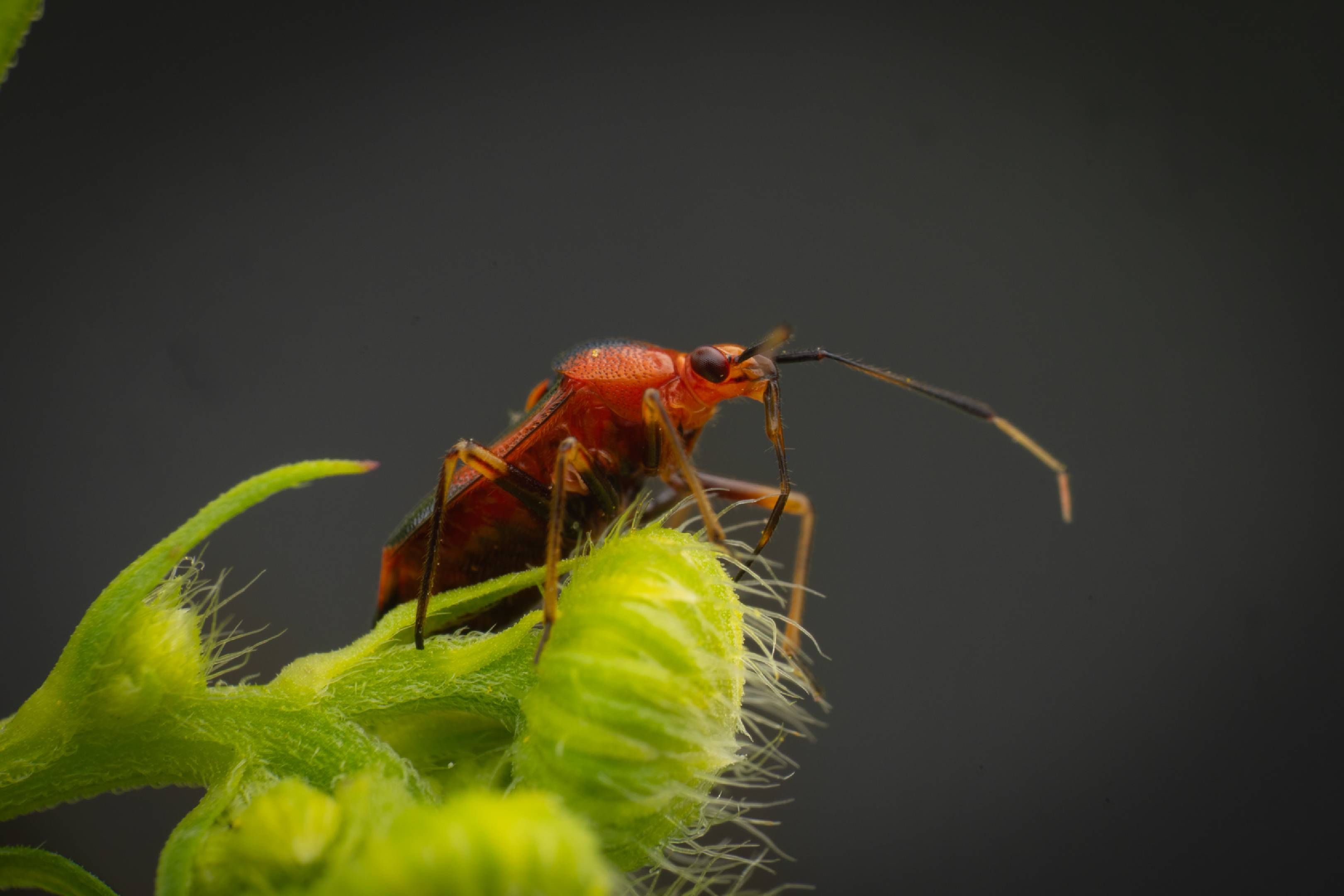 red-spotted plant bug | red-spotted plant bug