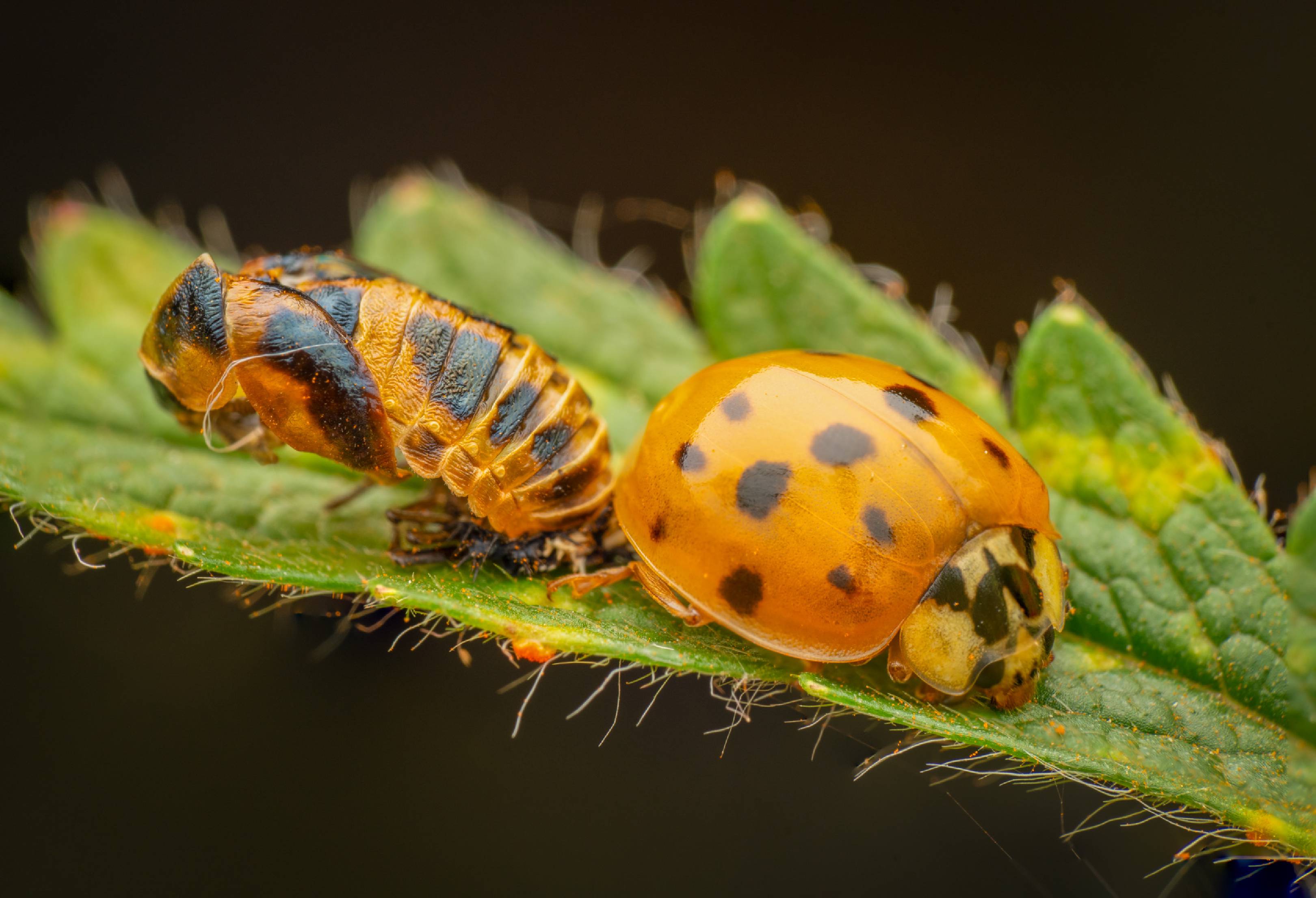 Asian Lady Beetle | Asian Lady Beetle
