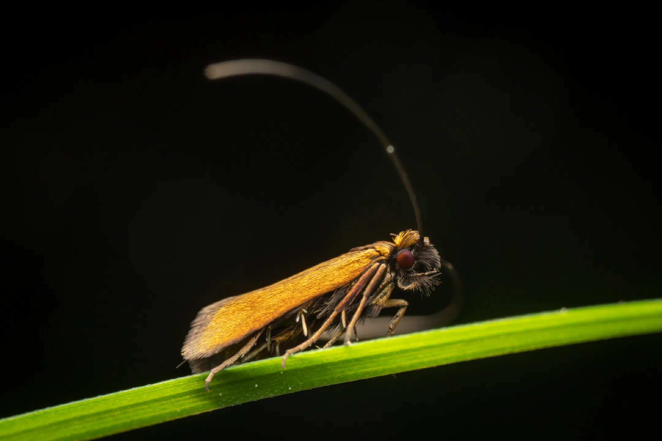 Meadow Longhorn