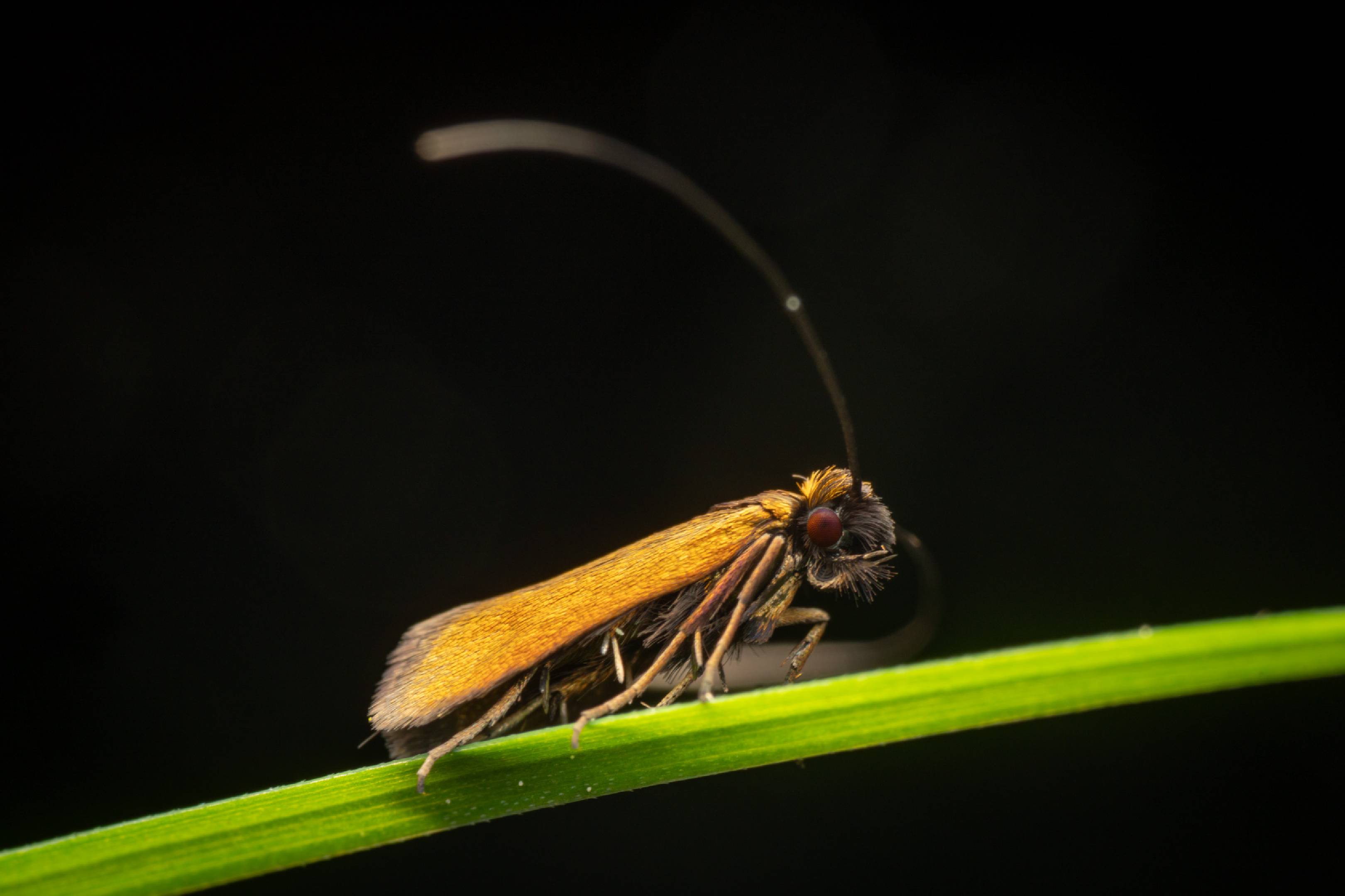Meadow Longhorn | Meadow Longhorn
