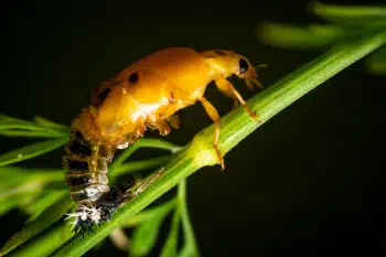 Seven-spotted Lady Beetle