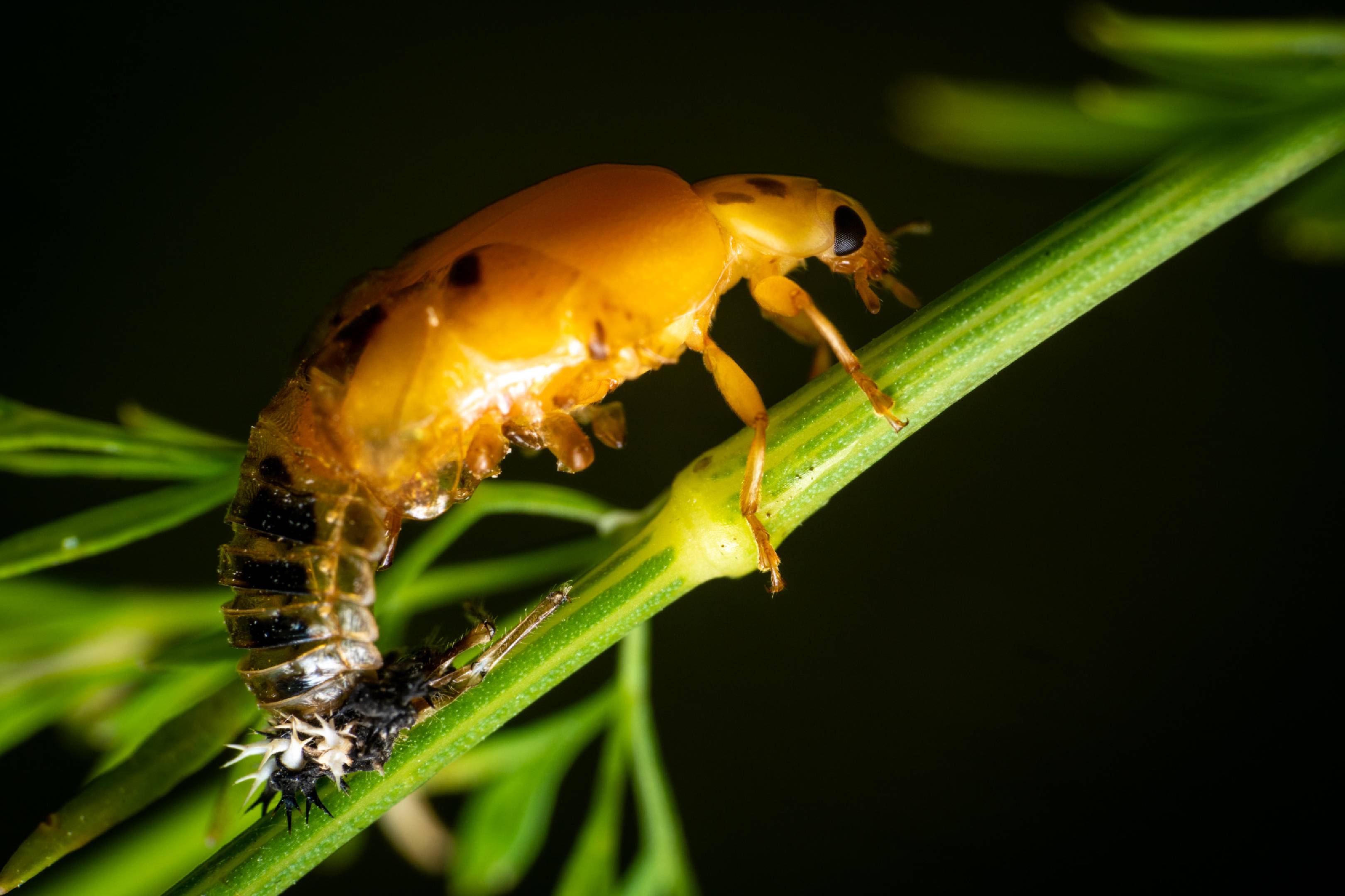 Seven-spotted Lady Beetle | Seven-spotted Lady Beetle