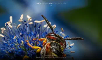 European beewolf