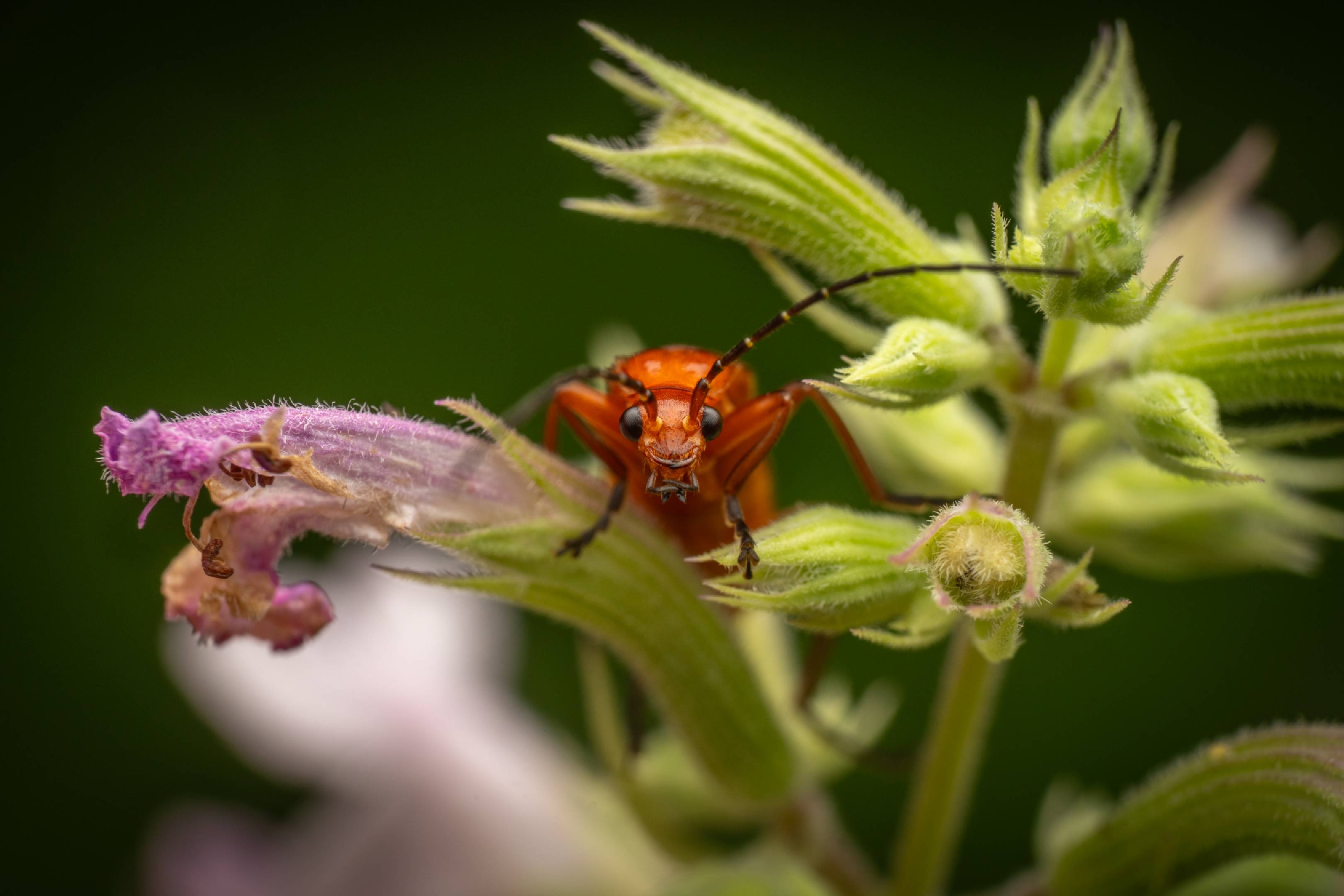 Common Red Soldier Beetle | Common Red Soldier Beetle