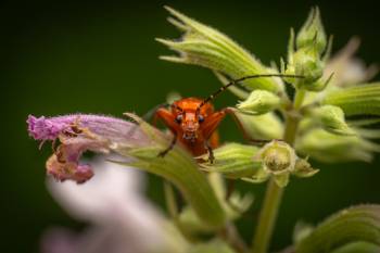 Common Red Soldier Beetle