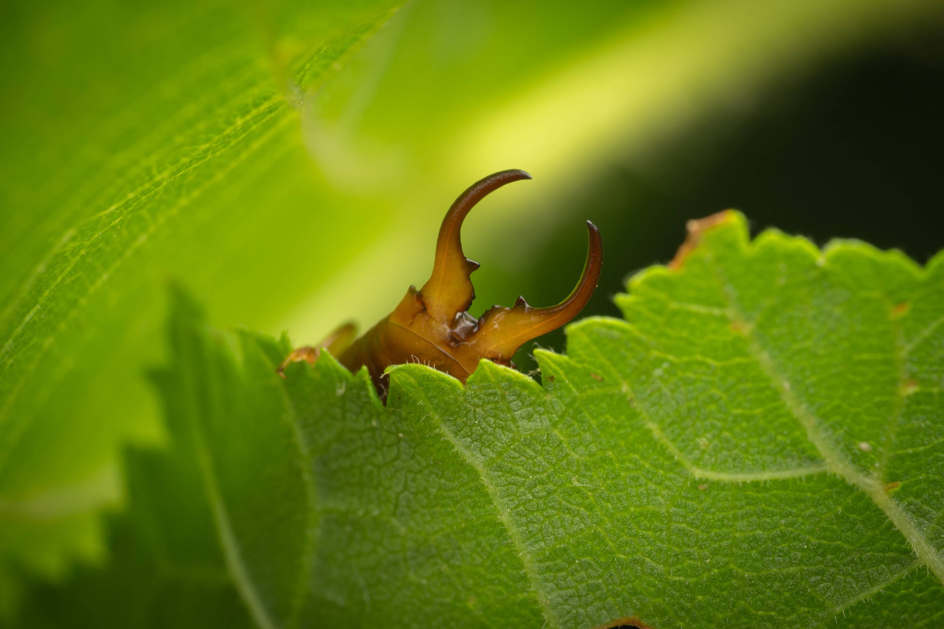 European Earwig | European Earwig