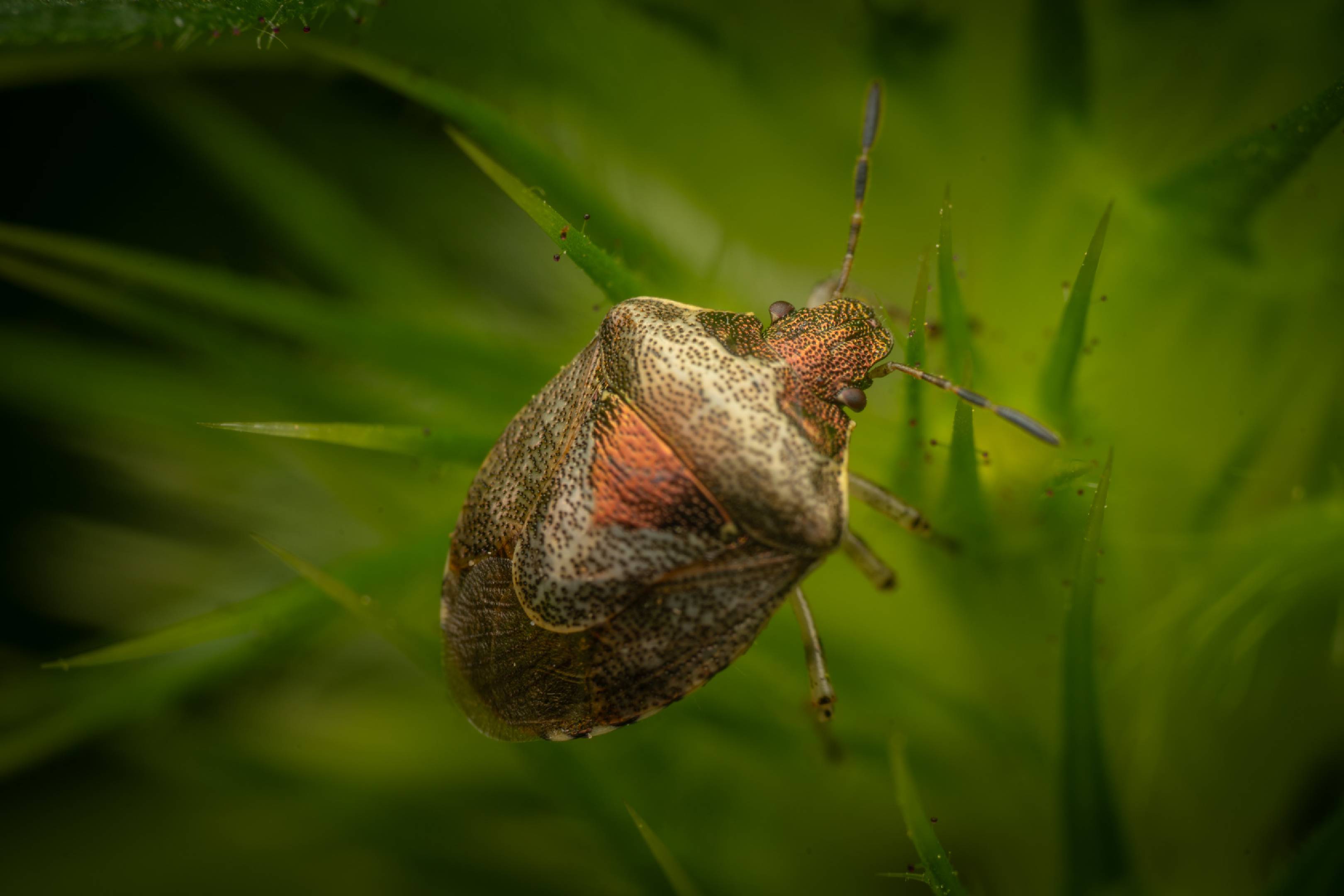Woundwort Shield Bug | Woundwort Shield Bug
