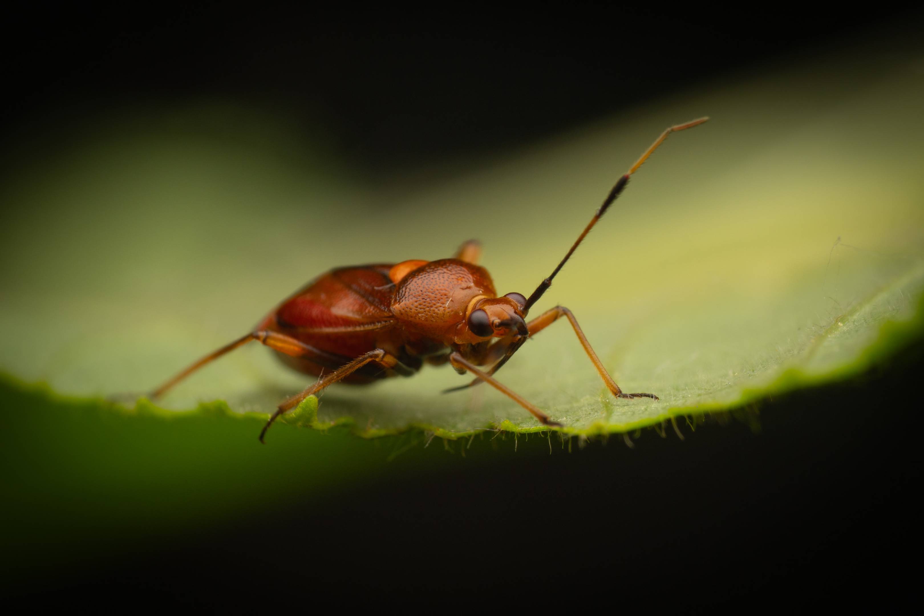 red-spotted plant bug | red-spotted plant bug