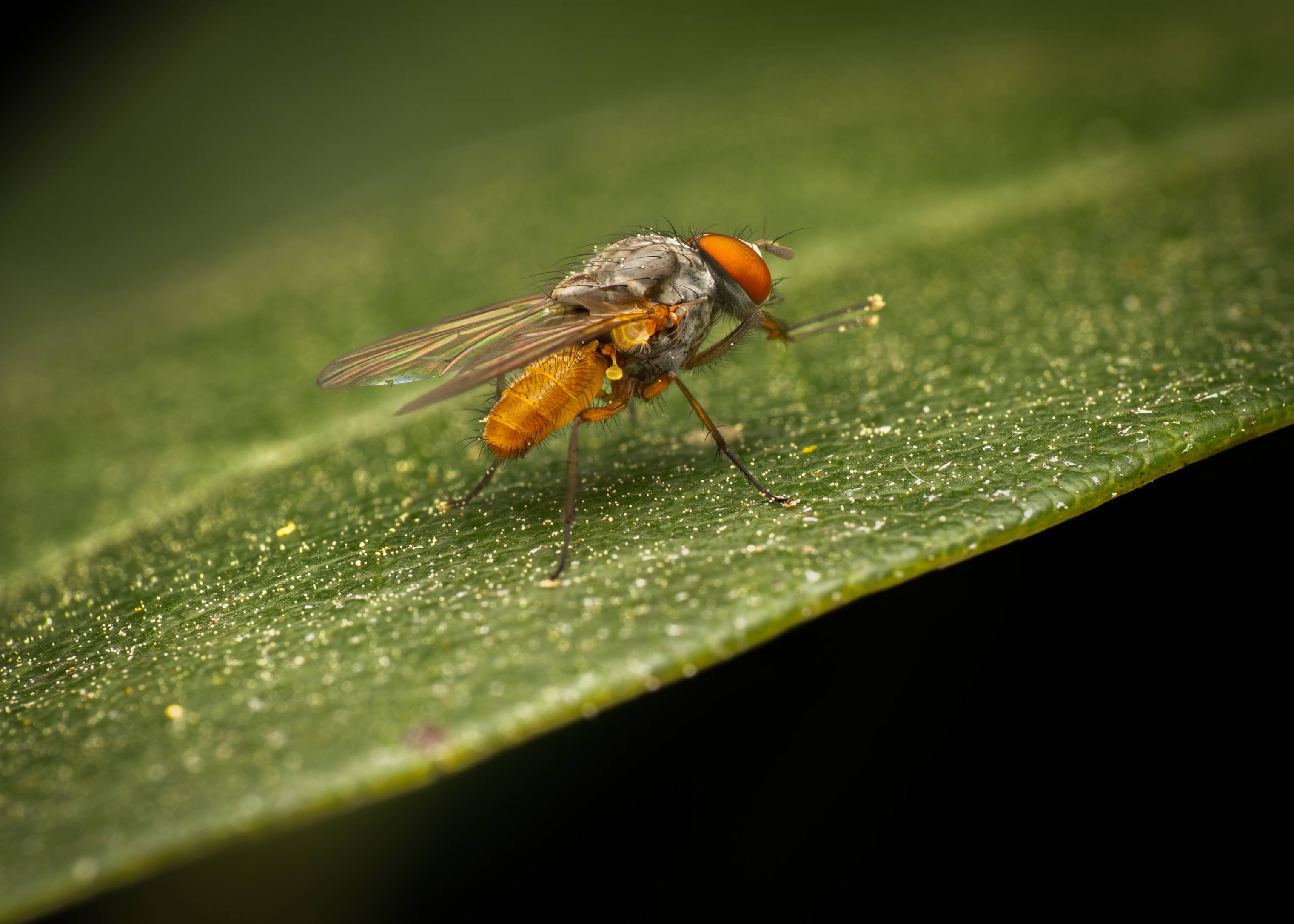 Pegomya flavifrons | Pegomya flavifrons