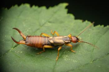European Earwig