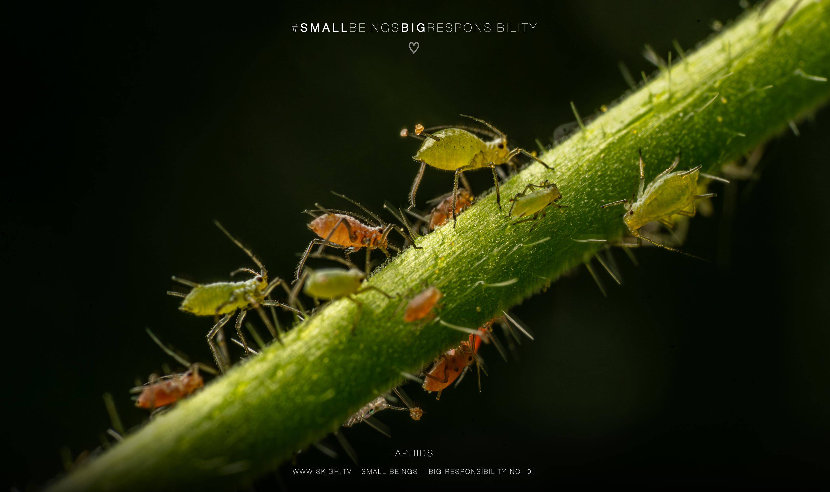 Aphids | 1/250s * f14 * ISO 640 * 90mm - FE 90mm F2.8 Macro G OSS - Sony α7R V Aphids