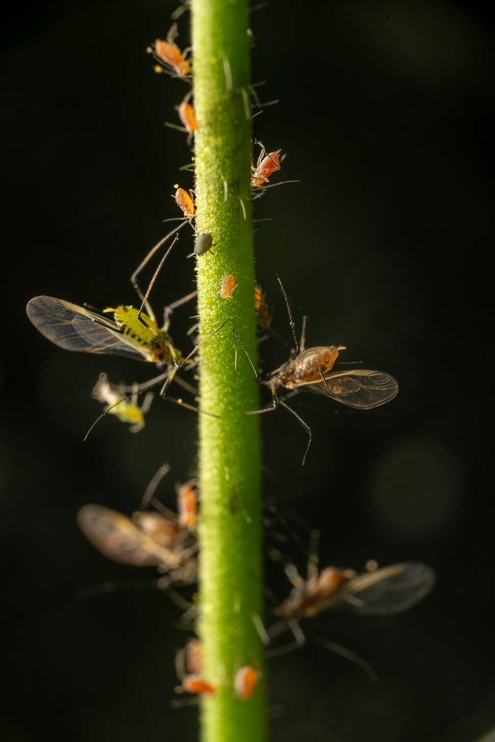 Aphids